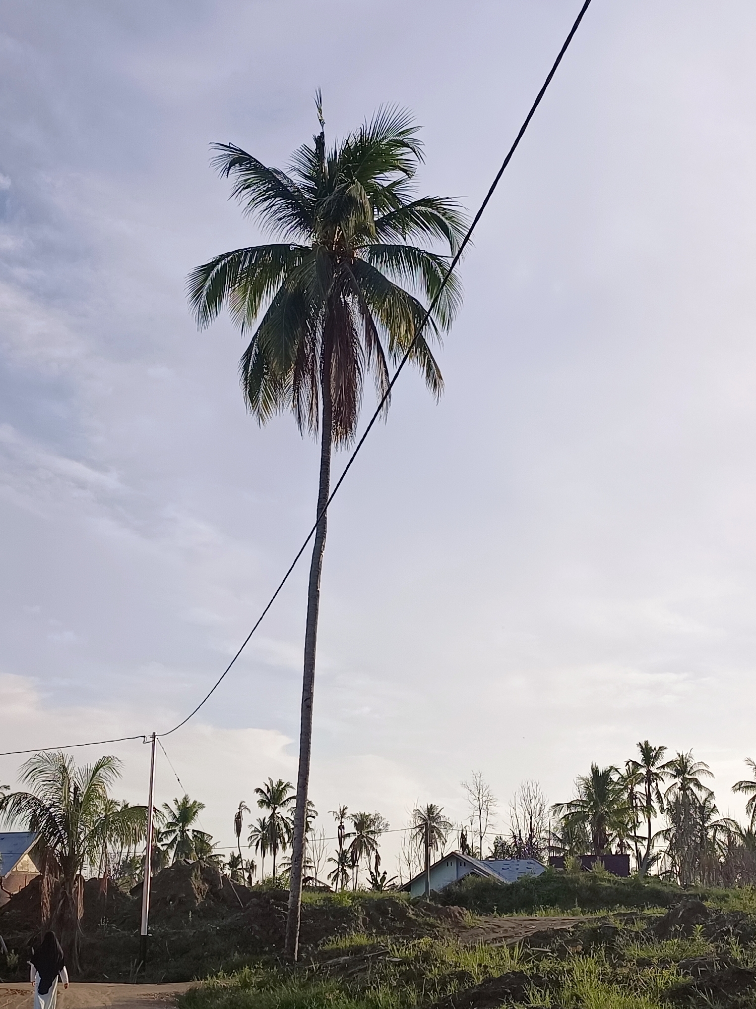 In the city of Meunasah Raya, Indonesia, a rural landscape is depicted under a hazy, overcast sky. A lone, tall coconut palm tree dominates the center-left of the frame, its fronds lush green against the pale sky. A black power line bisects the upper portion of the image, stretching diagonally from the top right towards the bottom left, supported by a tall wooden pole on the right and a shorter pole with a utility box on the left.
The ground is uneven, covered in patches of dry grass and dark soil. In the background, a cluster of smaller coconut palms are visible, some appearing sparse and dry, suggesting a challenging environment. Several structures, likely houses with corrugated metal roofs, are partially obscured by the vegetation and piles of earth.
In the foreground, on the left side of the image, a person wearing a dark hijab and a white garment walks away from the camera on a dirt path. The overall impression is one of a simple, perhaps slightly neglected, rural setting, possibly showing signs of recent disturbance or ongoing development.