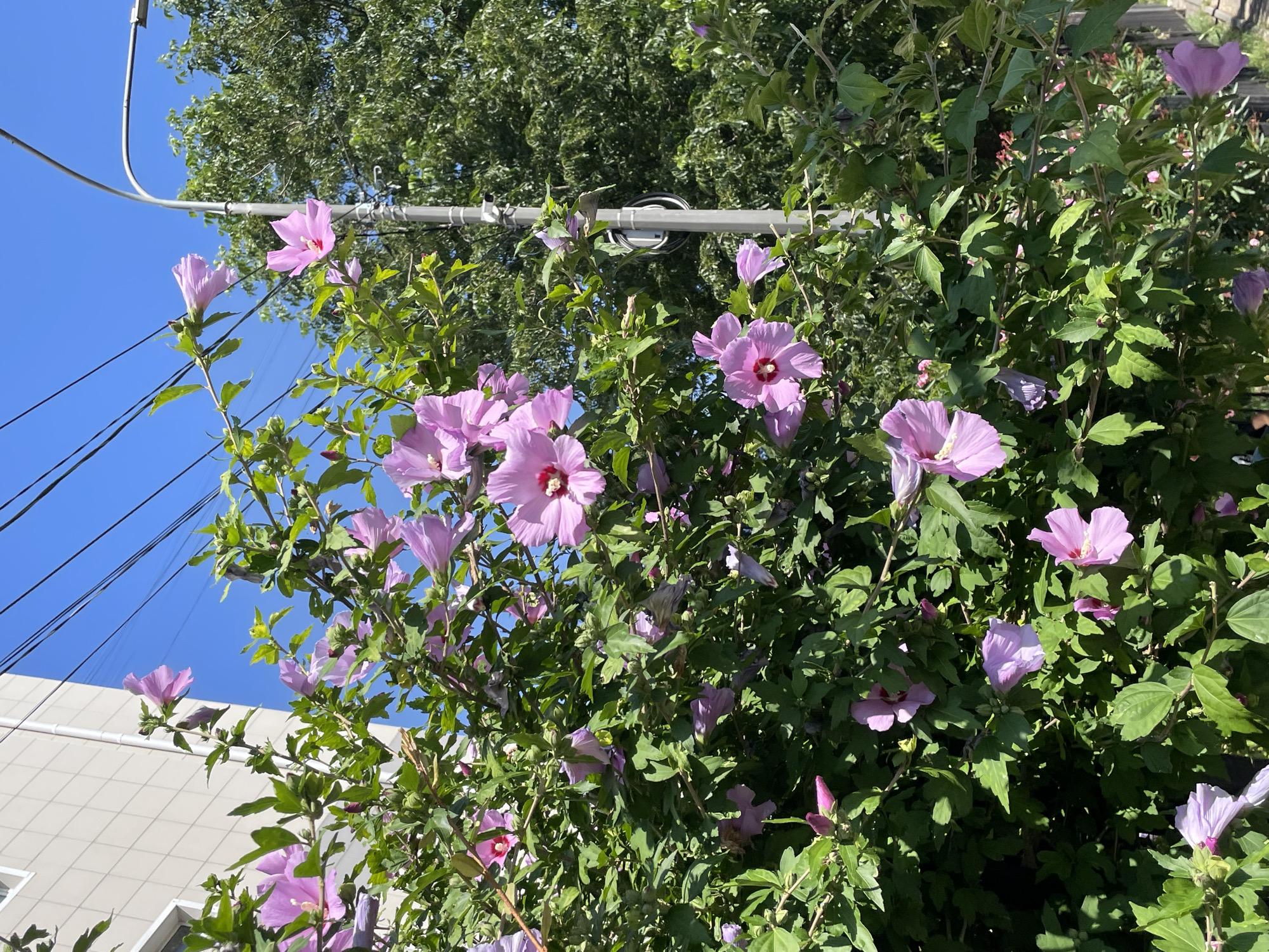 A medium shot photograph features a cluster of vibrant pink hibiscus flowers in full bloom, set against a backdrop of lush green foliage. The flowers, with their delicate petals and prominent stamens, are scattered throughout the frame, some fully open and others in bud. The leaves are a rich green, providing a dense contrast to the bright blossoms.
In the background, a modern, light-colored building with a textured facade stands to the left. Its clean lines and neutral tones are partially obscured by the flowering bush. Above, a clear, bright blue sky is visible, with thin black electrical wires crisscrossing the upper portion of the image. To the right, a grey metal lamppost with a curved arm extends into the frame, its surface showing some signs of weathering. Further behind the lamppost, a dense canopy of mature green trees creates a natural, verdant wall.
The scene is illuminated by bright daylight, casting distinct shadows and highlighting the textures of the leaves and petals. The overall impression is one of a vibrant, natural element thriving in an urban setting.
This scene is not located in Sochi, Russia.