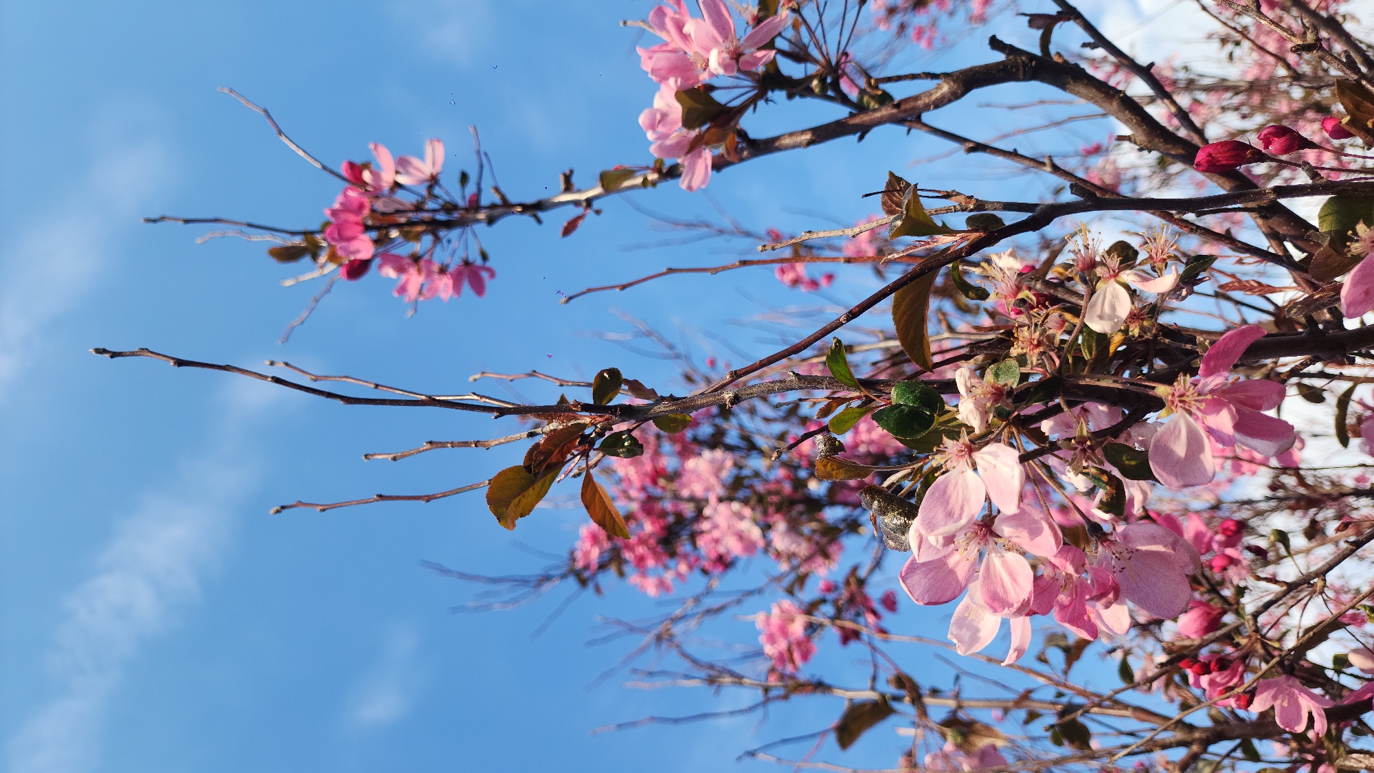 The image shows a close-up view of a tree branch with pink blossoms against a clear blue sky with a few wispy clouds. The branches are mostly bare, with some small leaves present. The flowers are light pink with a darker pink center, and some are still in bud form. The lighting suggests it is a sunny day. The location in the city of Moscow, Russia is not discernible from the image alone.