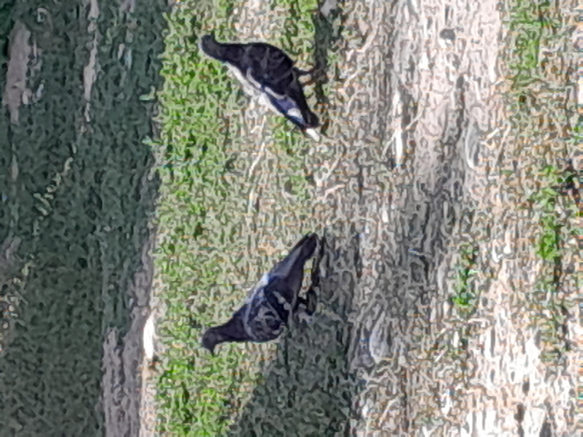 Two pigeons stand on a patch of dirt and grass. The pigeon on the left is facing left, while the pigeon on the right is facing right. The pigeons are dark gray with lighter gray and white markings on their wings. The background is out of focus, but appears to be a grassy area with some dirt.