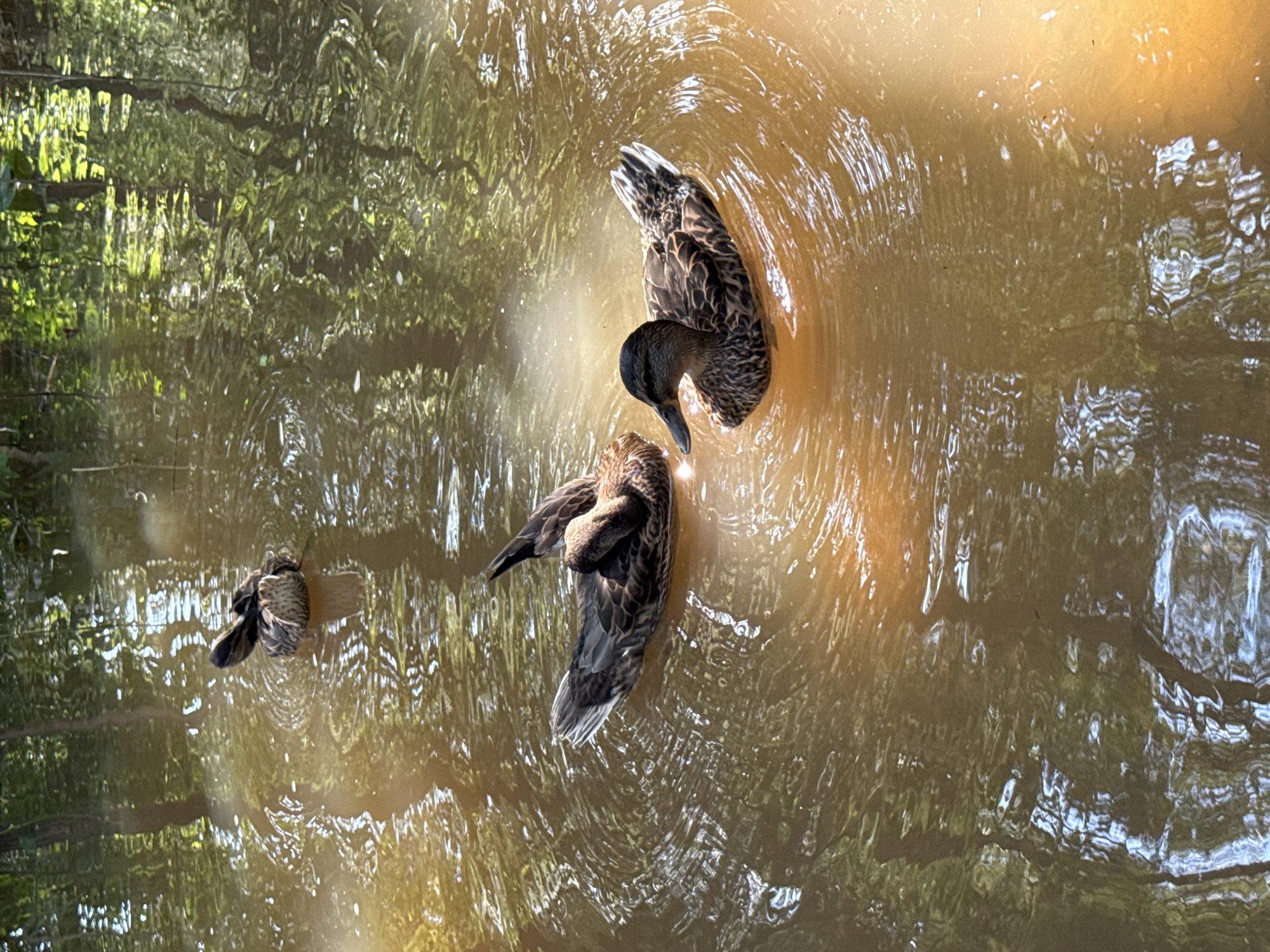 Three mallard ducks are swimming in muddy water. The duck in the foreground is facing left, with its head slightly lowered. The second duck is to its left and slightly behind, facing left and preening. The third duck is further back and to the left, facing away from the camera, also preening. The water is brown and reflects the surrounding trees and sunlight. The image is taken from a high angle, looking down at the ducks. The location is not specified in the image or accompanying text.