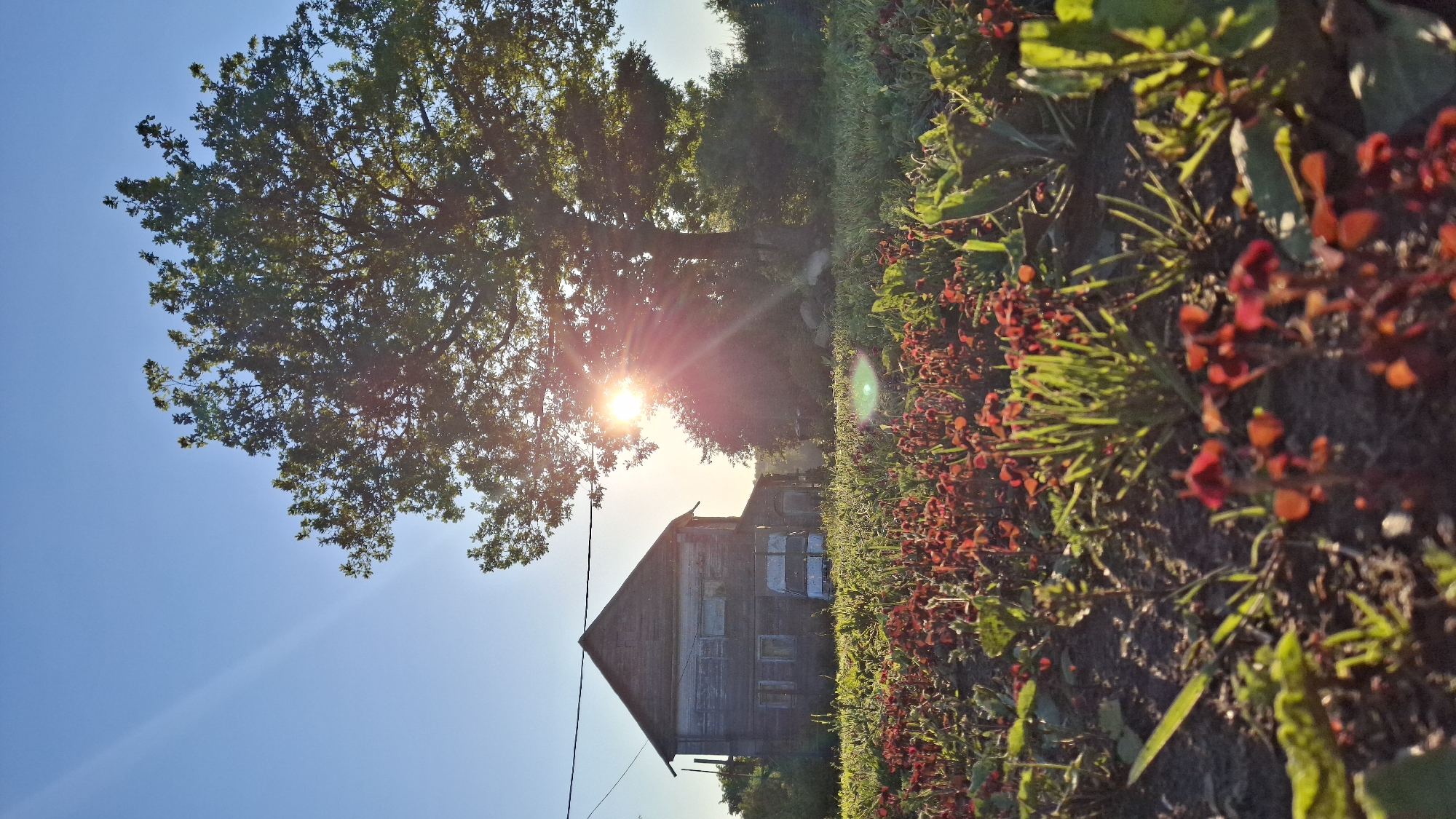 This image, taken in Sitno, Russia, presents a low-angle, eye-level view of a rural outdoor scene at either sunrise or sunset. The sky is clear and bright blue, featuring a prominent sunburst with defined rays and lens flare originating from behind a large deciduous tree positioned slightly to the right of the image's vertical center. A distinct green lens flare artifact is visible in the lower central foreground.
In the mid-ground, to the left, stands a weathered, two-story wooden house with a dark, unpainted or deeply stained exterior and a peaked roof. Its windows appear either boarded, shuttered, or reflective, with a light-colored van or truck parked partially obscured in front of the lower story. Utility lines stretch horizontally across the upper portion of the house. To the right of the house, a mature, broadleaf tree with a dense green canopy dominates the mid-ground, with the sun partially obscured by its trunk and lower branches.
The foreground is filled with a dense growth of low-lying plants, primarily exhibiting reddish-maroon foliage, interspersed with some green plants and dark earth. No people, discernible actions, or interactions are visible in the scene.