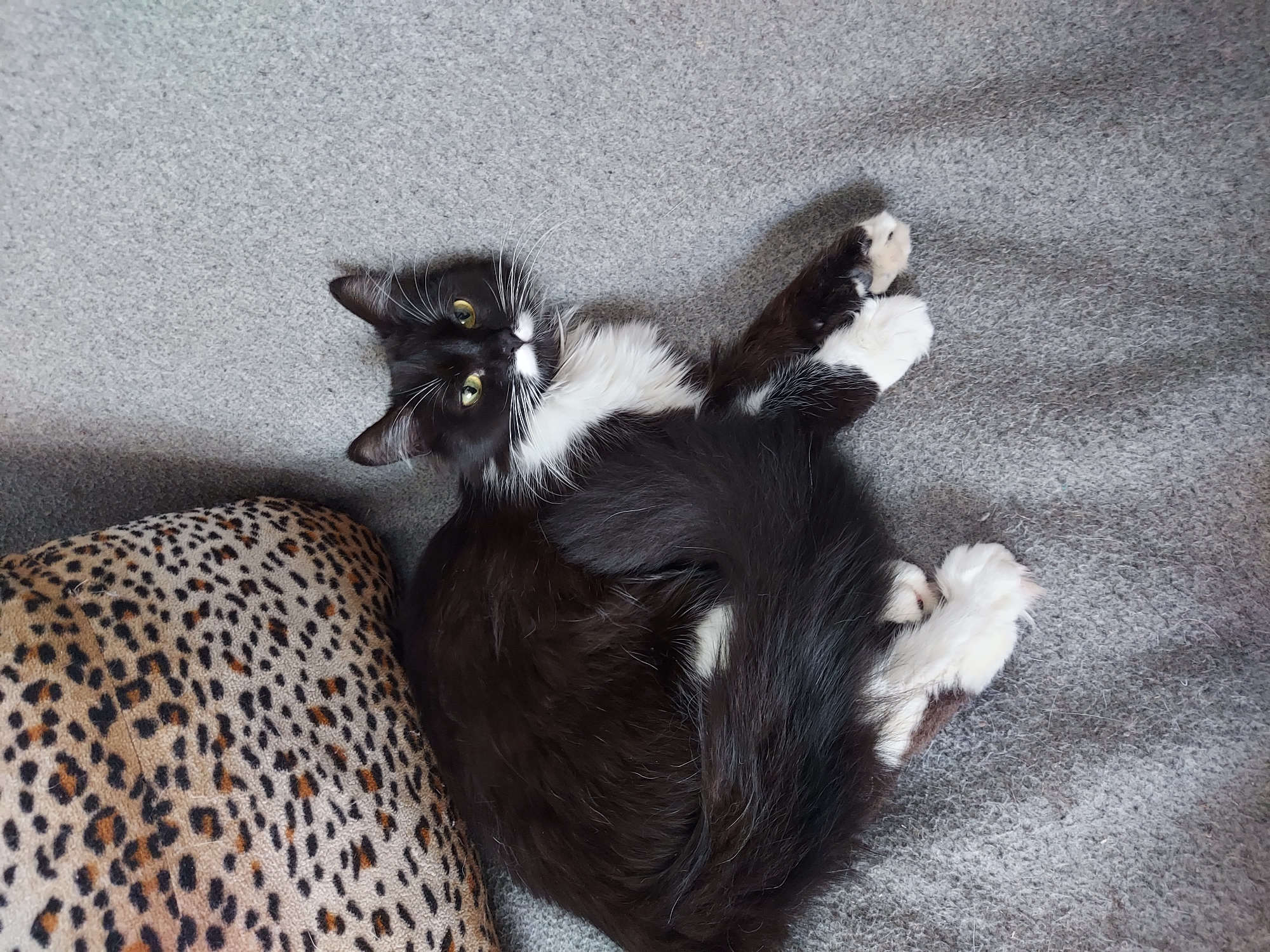 A black and white long-haired cat is curled up on a grey textured surface, possibly a sofa or rug. A pillow with a leopard print pattern is visible in the upper left corner of the image. The cat has distinct white markings on its chest, paws, and face, including a white patch on its chin that resembles a mustache. Its eyes are a bright yellow-green. The cat's tail is curled around its body, and its paws are tucked underneath. The overall lighting suggests an indoor environment. The location is Unknown, Unknown.