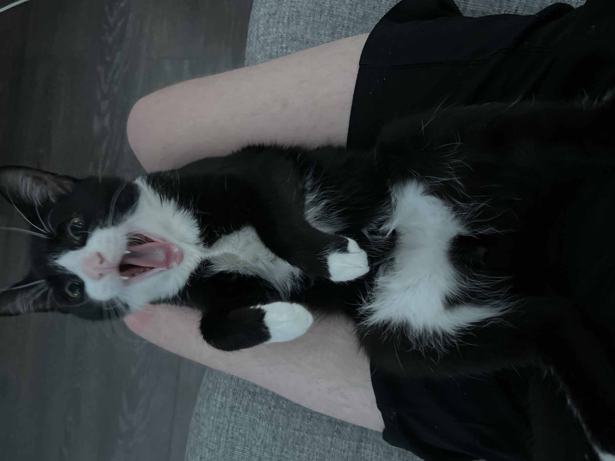 The image captures a tuxedo cat, predominantly black with significant white markings on its muzzle, chest, belly, and paws, lying on its back on a person's lap within an indoor residential setting, understood to be located in the city of Saint Petersburg, Russia. The cat is positioned with its head towards the top of the frame, looking directly at the viewer with its mouth wide open, revealing a pink tongue and visible upper canines, suggesting a yawn or a vocalization. Its eyes are wide and amber-colored. The person's bare legs, of a light skin tone, are visible from approximately the mid-thigh down, clad in black shorts around the knees. The immediate background on the left shows a textured grey fabric surface, likely a sofa or chair, while the right side and upper background reveal dark wooden or laminate flooring.