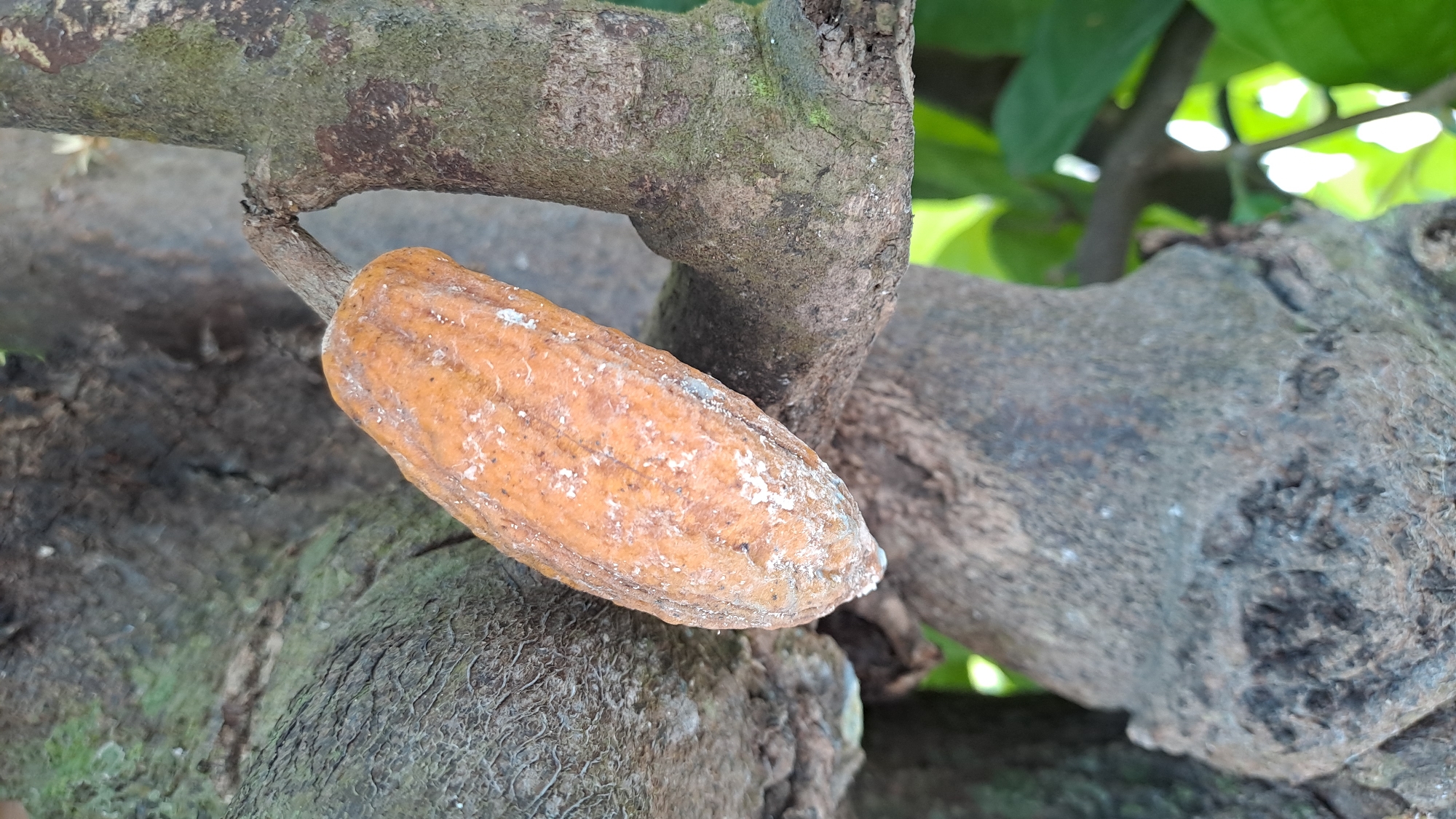 The image shows a close-up view of a single, dry, orange-brown cocoa pod hanging from a branch of a tree. The pod is elongated and ridged, with some white powdery residue on its surface. The tree bark is rough and textured, with patches of green moss. In the background, blurred green leaves and branches are visible, suggesting an outdoor, possibly tropical environment. The scene is devoid of any human presence or activity. The image does not provide any information that could be used to determine its location within Cotkuta, Indonesia.