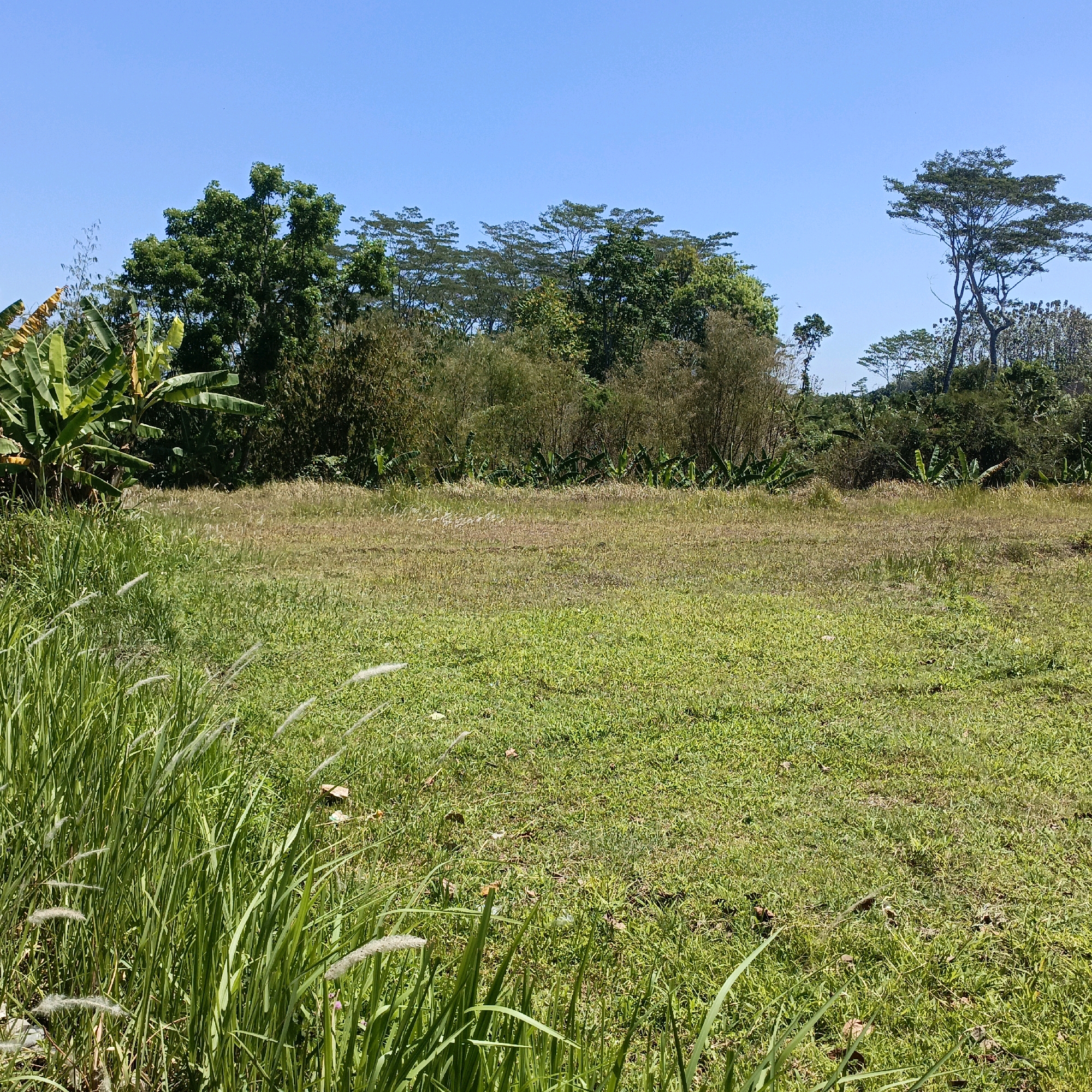 The image depicts an outdoor scene, likely in Jombor, Indonesia, characterized by a vast, open field of dry and green grass under a clear blue sky. In the foreground, tall green grass with fluffy seed heads sways gently. The middle ground is dominated by a large expanse of mixed dry and green grasses, with some scattered brown patches indicating drier areas. Beyond the field, a dense line of trees and vegetation forms the background. Among the trees, banana plants with large leaves are visible on the left, while bamboo stalks and various other trees create a layered effect. The overall impression is one of a natural, undeveloped landscape.