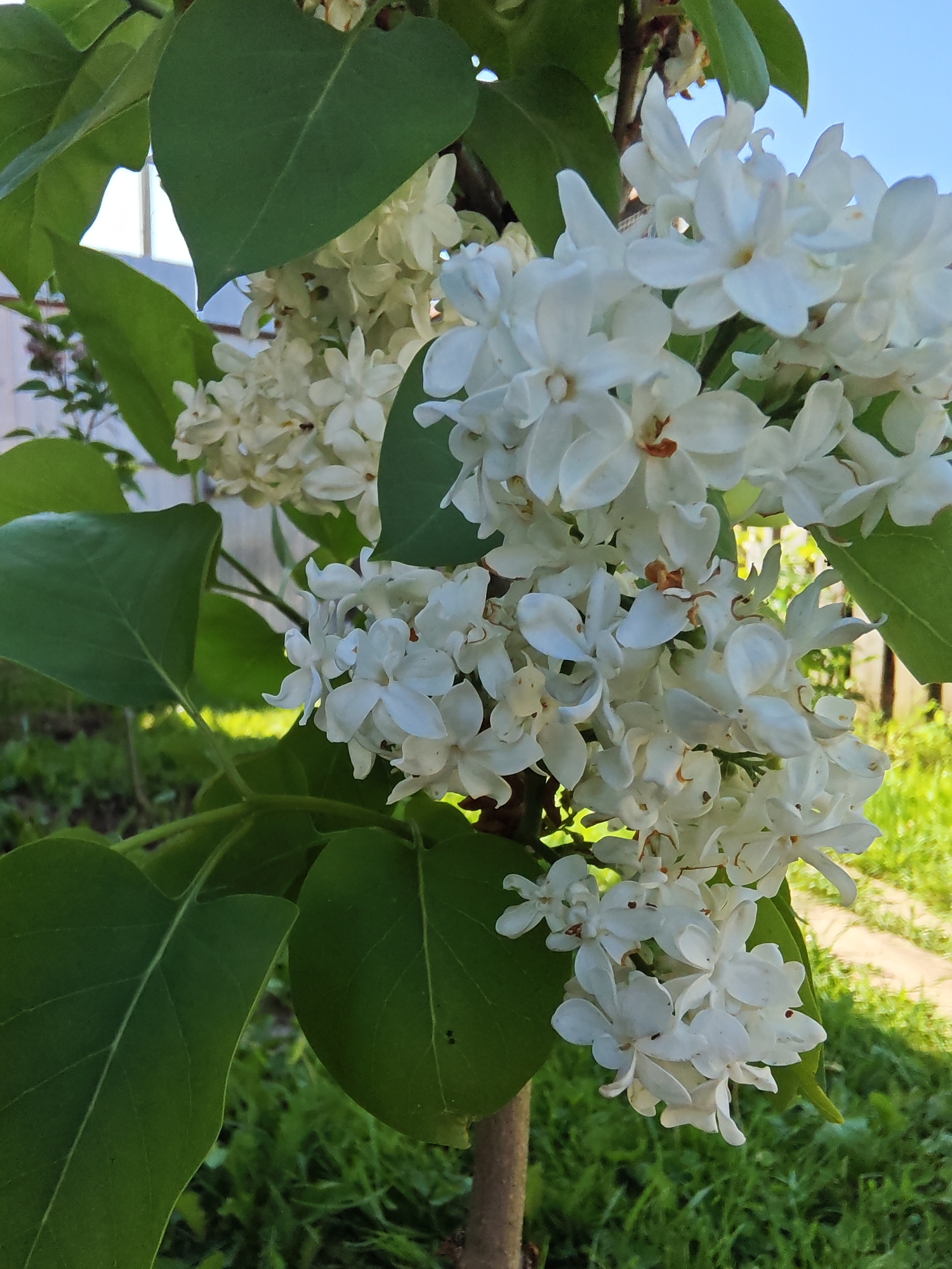 A close-up shot of a blooming white lilac bush, potentially in Rybolovo, Russia. The bush features clusters of small, white flowers with a few leaves in view. The background shows hints of green grass and a fence. The trunk of the bush is visible at the base of the flowers.