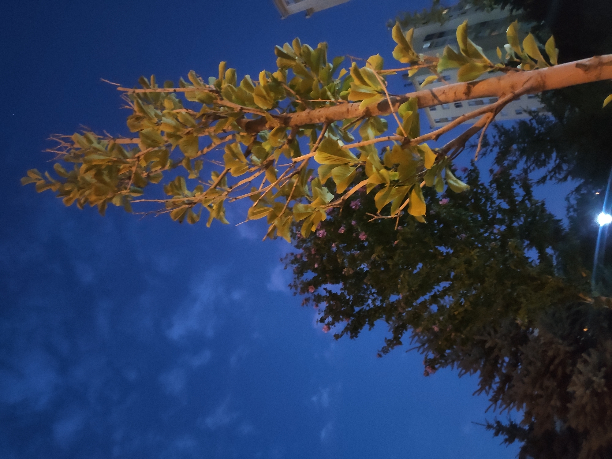 The image depicts a nighttime scene in Etimesgut, Turkey, focusing on a young tree with pale green leaves illuminated from below, standing in the foreground. The tree's trunk is slender and brown, with numerous branches extending upwards and outwards. To the left, a darker, fuller tree with small pink flowers is visible, and further to the left, the silhouette of a coniferous tree is present. In the background, a multi-story building with visible windows rises against the dark blue sky, which is scattered with thin, wispy clouds. The overall atmosphere is twilight or early night.