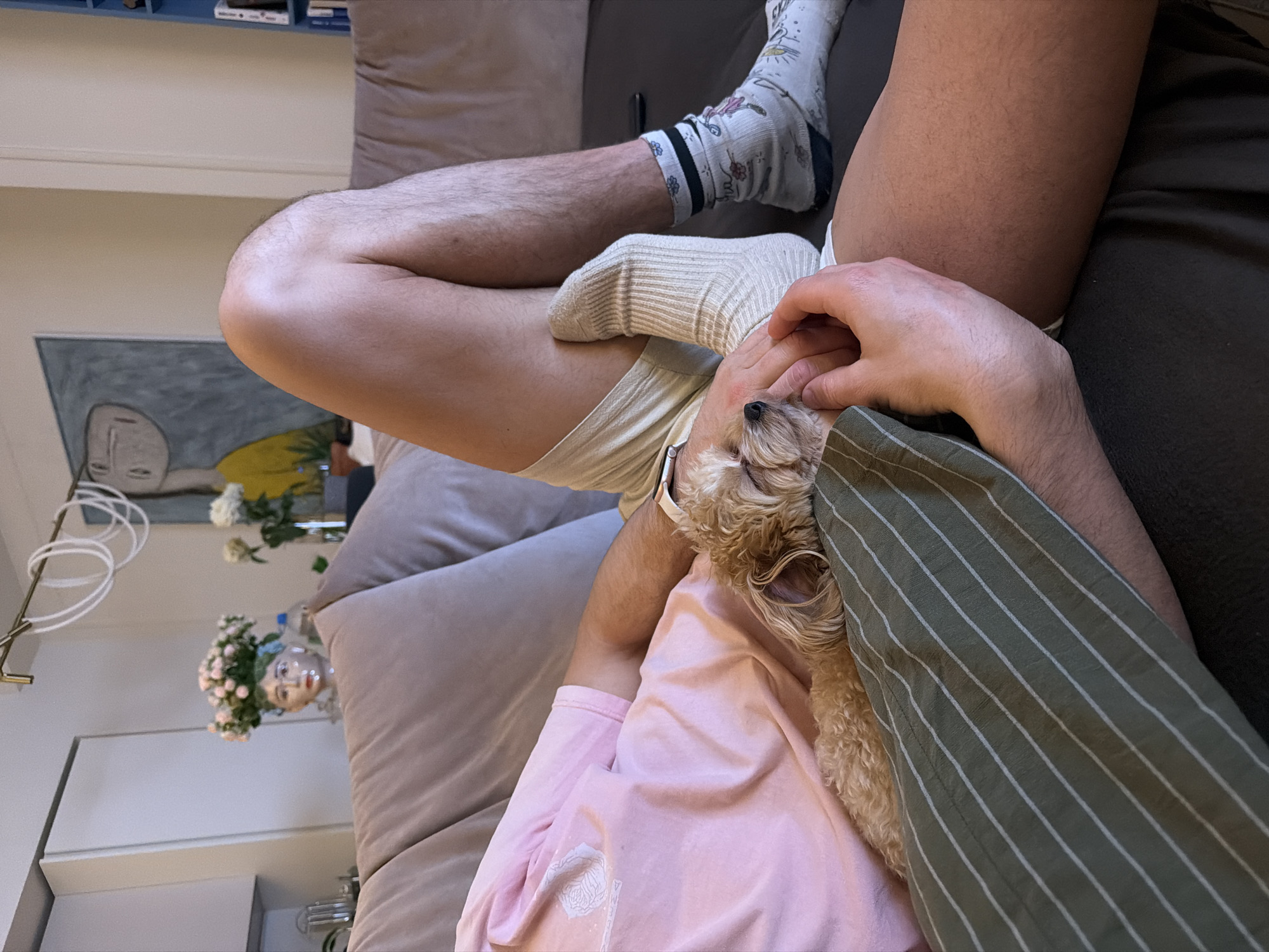 The image captures an intimate indoor scene in Moscow, Russia, depicting a person relaxing on a sofa with a small, fluffy dog. The person lies with their legs elevated and crossed; one foot wears a light beige ribbed sock, while the other features a white sock with black stripes and subtle cartoon patterns. Their legs are visibly hairy. They are dressed in light beige ribbed shorts and a pink t-shirt with an indistinct white graphic, and a white smartwatch band is visible on their wrist.
A small, light brown, fluffy dog, possibly a Cavapoo or similar breed, is nestled comfortably against the person's torso. The dog appears to be sleeping or deeply relaxed, with its eyes closed, as the person's hand gently pets or cradles its head. A sleeve of a green and white striped shirt is also visible, indicating the person's relaxed posture. The sofa is a dark brown or grey, providing a comfortable setting for rest.
The background reveals a light-colored room. A framed artwork on the wall features a stylized human face with a yellow accent. Below a blue shelf, white flowers in a vase and pink flowers in a decorative pot shaped like a doll's head are reflected in a large mirror. Coiled white cords or light fixtures are also visible in the mirror's reflection. The overall impression is one of peaceful domesticity and affection between the person and their pet.