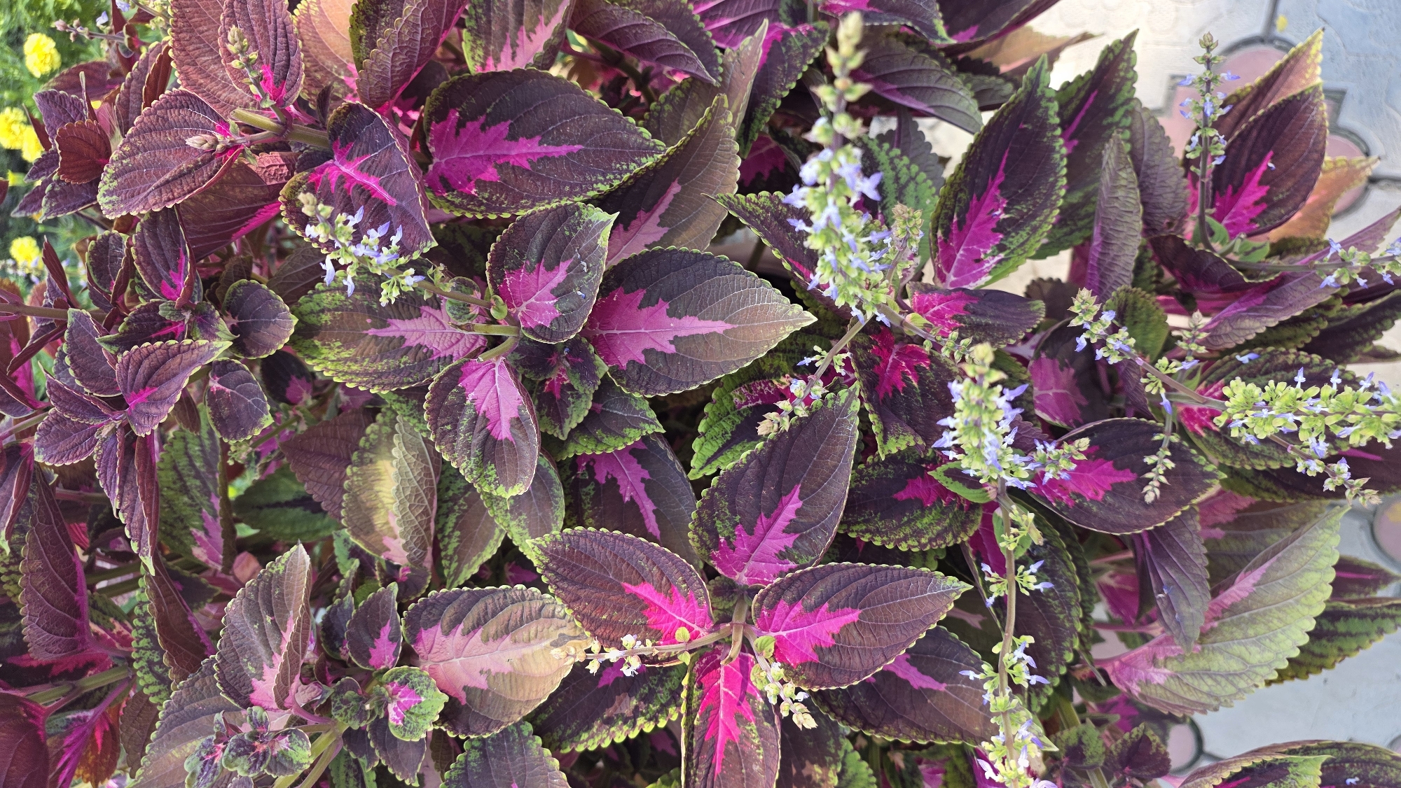 The image shows a close-up view of a coleus plant with large, serrated leaves. The leaves have a variegated pattern of deep purple, magenta, and green. Small, light purple flowers are blooming on thin stems among the foliage. The background is out of focus, but suggests an outdoor setting with some other plants, possibly in a garden or park, in the city of Tokmok, Kyrgyzstan. There are no people or animals visible in the image. The lighting appears to be natural daylight.