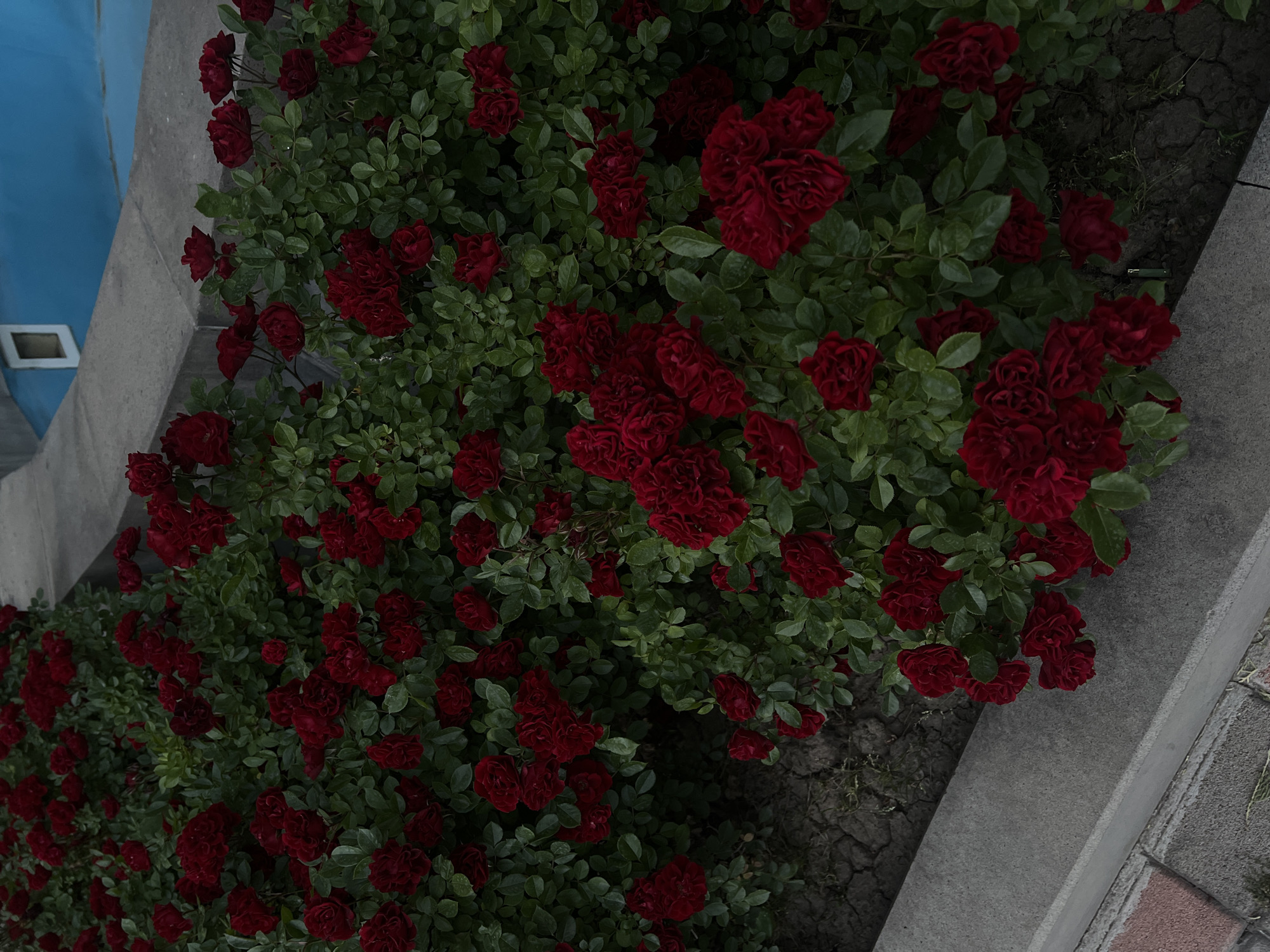 The image captures a vibrant and dense bush of dark red roses, growing in an outdoor setting in Yerevan, Armenia. The primary subjects are the numerous clusters of small, deep red rose flowers, set against a backdrop of abundant, lush green foliage.
The scene appears to be a planting area or garden bed, bordered by various architectural elements. In the upper left portion of the frame, a distinct bright blue wall or structure is visible, featuring a small, light-colored rectangular indentation or opening. Gray concrete structures frame other parts of the rose bush; a significant concrete edge runs diagonally from the lower left towards the middle right, and additional concrete pavement or curbing is present on the far right. Beneath the rose bush, visible patches of dry, cracked earth with sparse, withered vegetation suggest the ground of the planting area.
The lighting is soft and diffused, indicating either an overcast day, early morning, or late afternoon, as there are no harsh shadows. No people or specific events are depicted. There is no visible text in the image. The overall impression is one of natural beauty thriving within an urban or semi-urban environment.