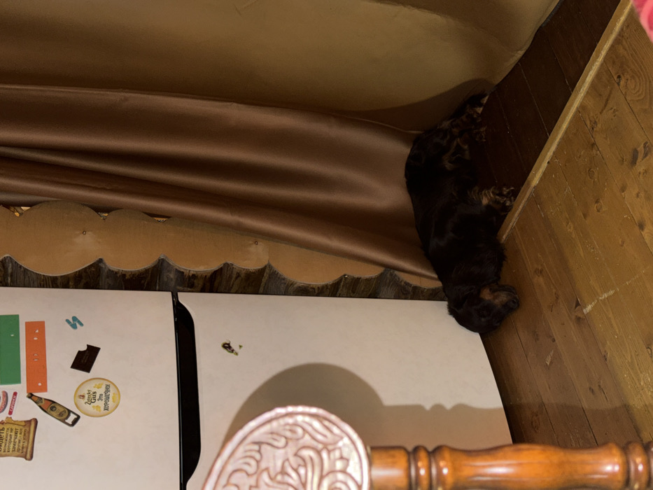A brown, shiny drape hangs over a white refrigerator adorned with magnets. A black and tan cocker spaniel is wedged between the refrigerator and a wooden wall. The dog's paws are visible, resting on the floor. The scene is illuminated by warm, indirect light, casting soft shadows. An ornate wooden chair back is visible in the lower center of the frame. The photograph appears to be taken from a high angle.