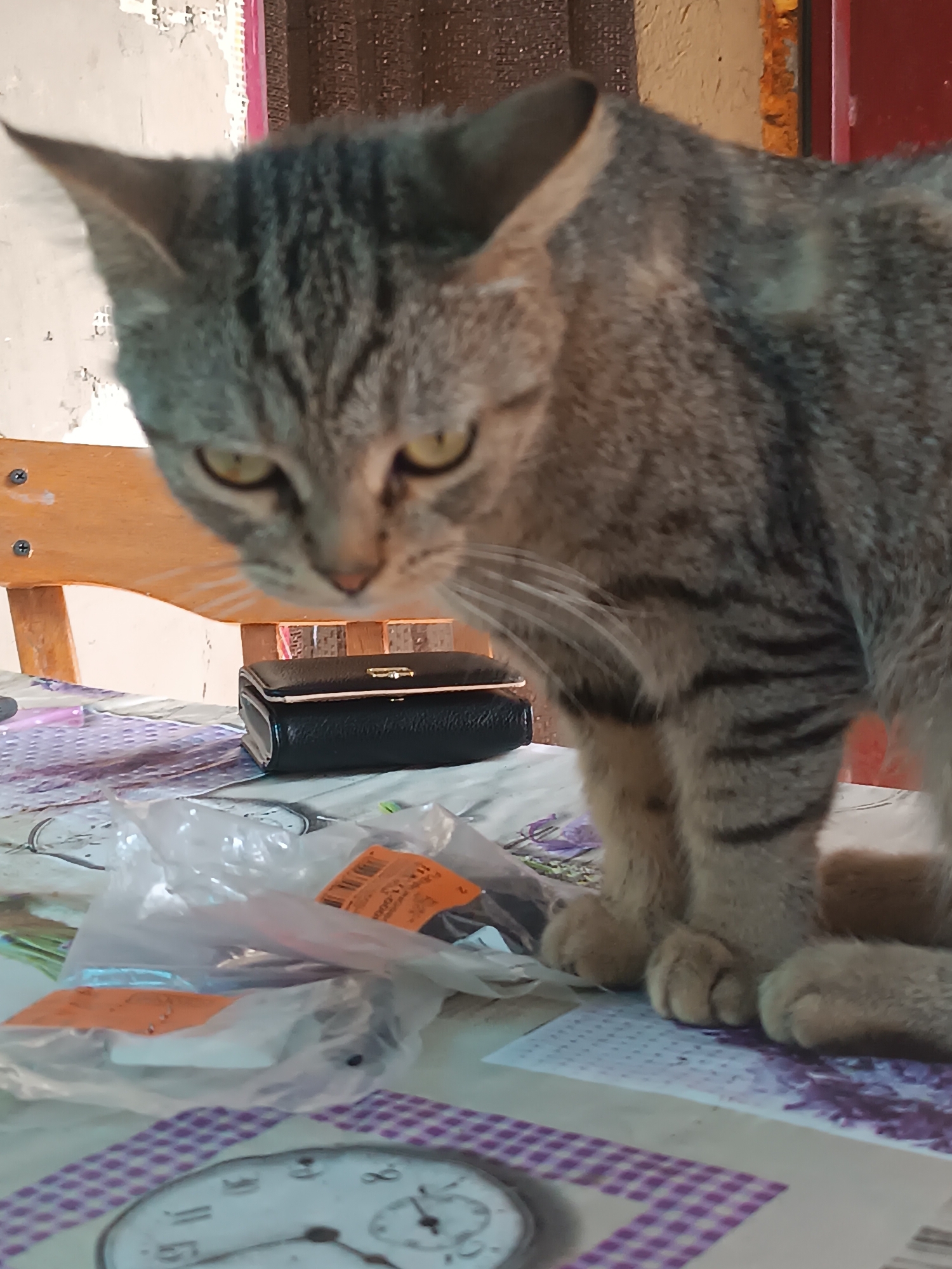 A tabby cat with green eyes is perched on a table in Vypasne, Ukraine, looking down at the viewer. The cat is in the foreground, with its paws visible on the table. A black clutch purse is in the mid-ground, along with some plastic packaging and orange labels. In the background, a wooden chair and a wall with peeling paint are visible. The table is covered with a patterned tablecloth.