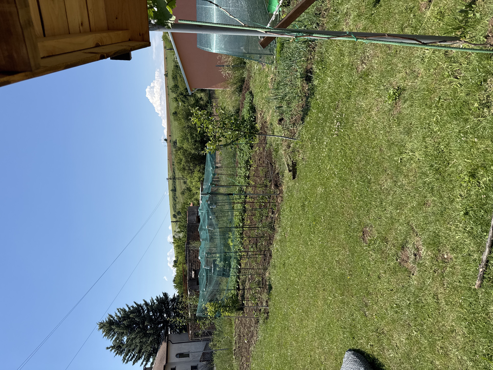 This image captures a daylight scene in Dolna Dikanya, Bulgaria, featuring a residential garden and its surroundings under a clear blue sky with scattered cumulus clouds.
In the foreground, a vibrant green lawn covers the lower portion of the frame, interspersed with small white clover flowers and a few patches of exposed soil. A short, thick wooden stick rests horizontally on the grass in the lower left. Partially visible in the extreme lower left is a patterned fabric item, possibly a cushion.
The mid-ground is dominated by a cultivated garden plot. On the left side of this plot, young crops, possibly corn, are arranged in rows. This area is enclosed by a green mesh netting supported by slender metal stakes, intended for crop protection. A small tree sapling is situated within this netted enclosure. To the right of the netted area, another young tree sapling stands alone in tilled earth. Further right, rows of mature green plants, resembling garlic or onions, are visible. The soil in the garden beds is dark and freshly tilled.
Beyond the garden plot, to the left, a light-colored house with a reddish-brown tiled roof and two arched windows is visible. To the right of this house, a partially dilapidated or unfinished brick structure stands. On the far right of the mid-ground, a peach-colored building, possibly a house or a large outbuilding, is visible. Adjacent to this building, a green-netted structure, likely a small hoop house or greenhouse, is partially obscured by a grey metal post. This post supports a slender green vine.
The background features rolling green hills stretching to the horizon, indicative of a rural or semi-rural landscape. Utility poles are sparsely distributed on the distant hillsides. Thin power or telecommunication lines traverse the sky from the upper left towards the mid-right. A prominent white cumulus cloud formation is visible above the distant hills on the right. The upper right corner of the image is partially obscured by the underside of a wooden roof overhang or pergola. No individuals are visible in the scene.