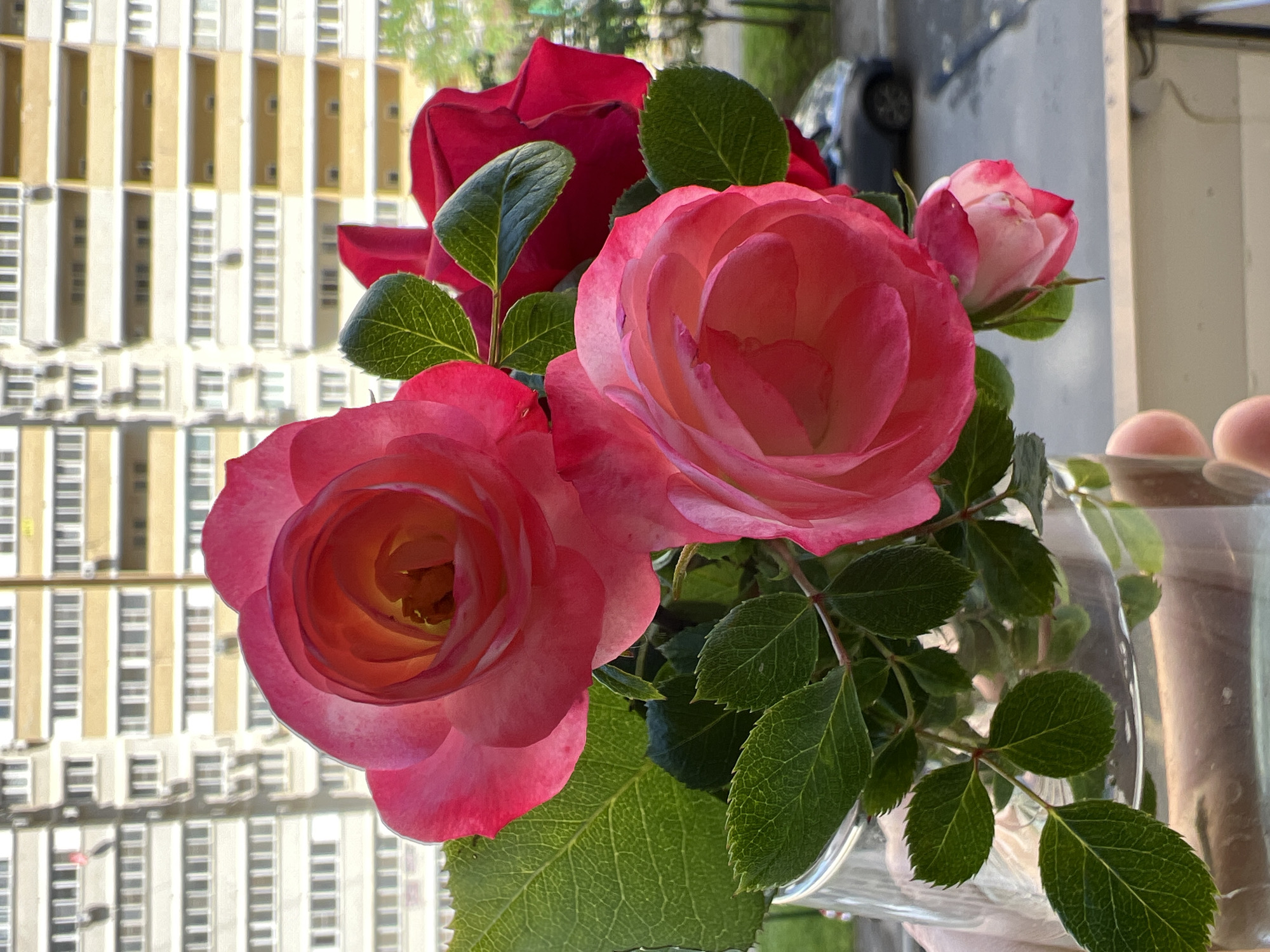 A vase of roses sits indoors near a window. The roses are pink and red. Outside the window, a tall apartment building is visible, suggesting an urban location, likely the city of Krasnodar, Russia, based on the prompt. A parked car can also be seen outside. The scene is lit by natural daylight. The foreground includes parts of the vase and the roses.