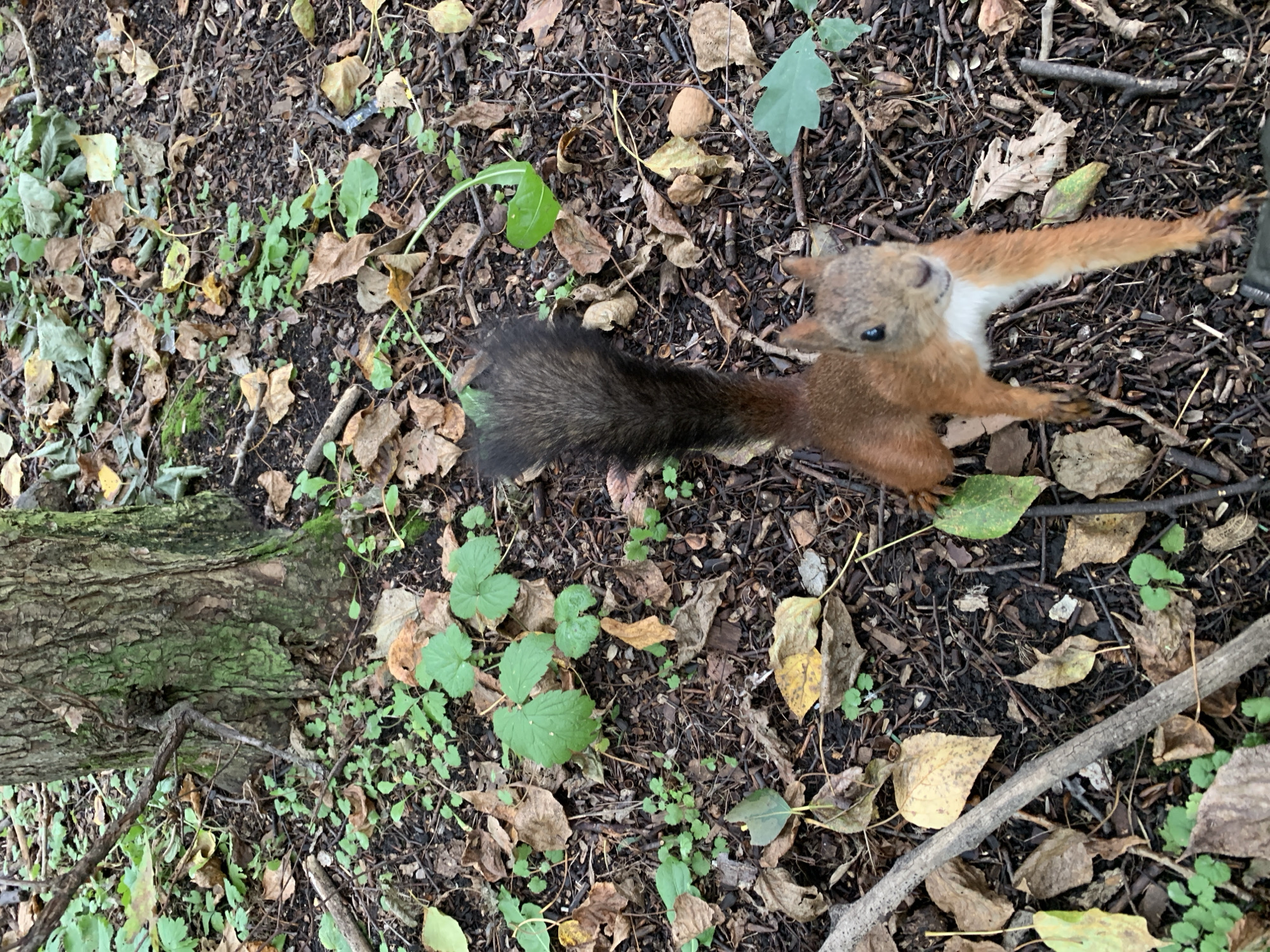 A red squirrel with a bushy tail is on the forest floor, facing the camera. The squirrel is mostly brown with a white chest and orange fur on its legs. It is standing on its hind legs, with its front paws extended. The ground is covered with fallen leaves, twigs, and small green plants. A tree trunk is visible in the background, with green moss growing on its bark. The overall impression is that of a wild animal in its natural habitat.