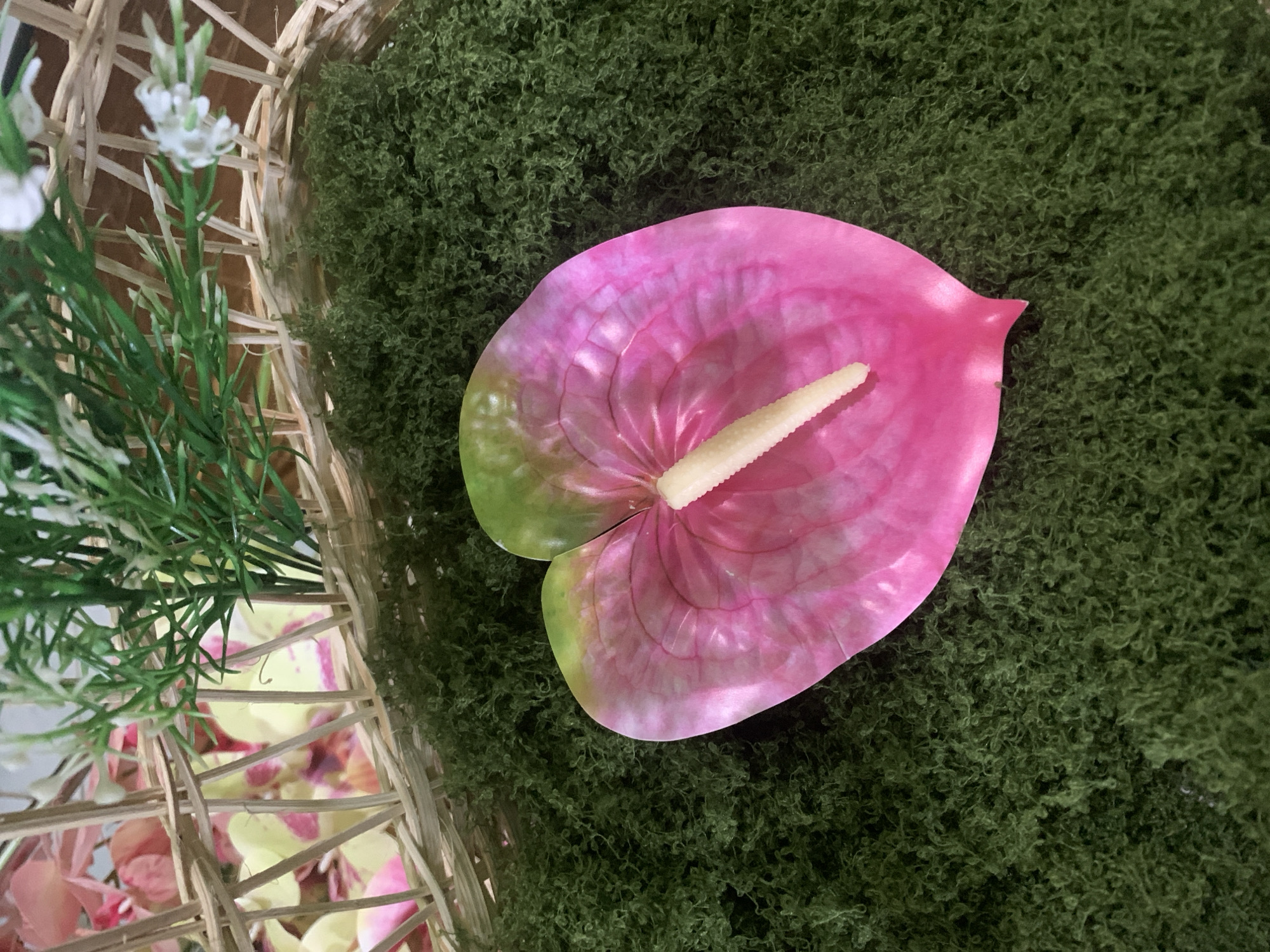 A pink and green anthurium flower is lying on a bed of green moss. Behind the flower is a woven basket filled with green foliage and some pink and yellow orchids. The scene is set on a surface that appears to be a table or floor in a home. The lighting suggests an indoor environment, possibly with natural light from a nearby window. There are no people or animals visible in the image. The anthurium flower is the primary subject, with its heart-shaped spathe and spadix clearly visible. The texture of the moss is finely detailed, and the woven pattern of the basket adds a rustic element to the composition. The overall impression is one of a still life arrangement, possibly for decorative purposes. There is no information within the image to suggest its location in Kuala Pembuang, Indonesia.