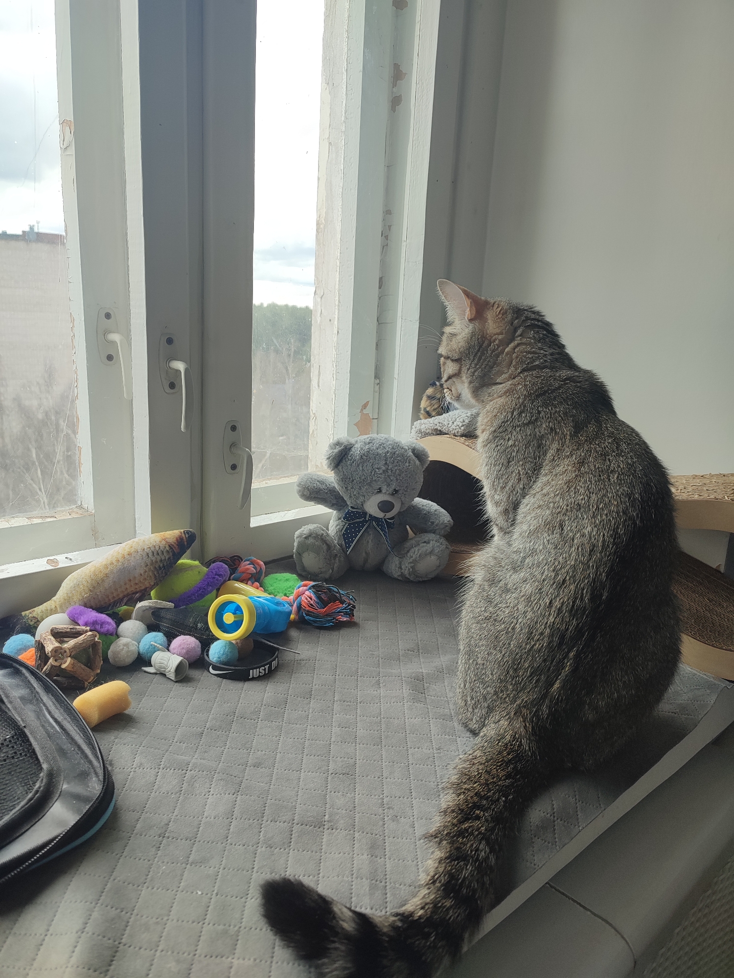 A tabby cat with brown and grey fur sits attentively by a window, looking out to a cloudy, overcast sky. Its back is to the viewer, and its striped tail curves down towards the bottom right of the frame. Resting on a multi-tiered cardboard cat scratcher/bed behind the main cat, another cat's head is visible, also peering out the window.
The cats are positioned on a grey, quilted surface, likely a window sill cover or a dedicated pet area. The window itself is old, with white paint visibly peeling from its wooden frame, and features multiple white handles for opening. Beyond the window, a cityscape with buildings is faintly visible on the left, and trees on the right.
The area around the window is cluttered with numerous cat toys. These include a large fish-shaped plush toy, a grey teddy bear wearing a blue bow tie, various fuzzy pom-pom balls (blue, pink, white), a yellow and blue plastic roller toy, a wooden climbing block, and several rope toys. A black strap with "JUST DO" written in white text is also visible among the toys. A part of a black pet carrier or bag is seen on the far left of the quilted surface. The scene is brightly lit by natural light coming through the window, indicating it is daytime.