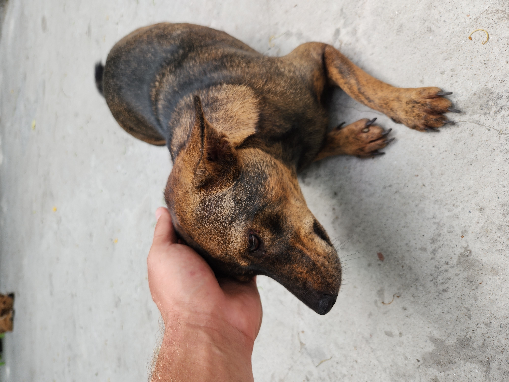 A person's hand gently strokes the head of a brown and black brindle dog lying on a light gray concrete surface. The dog is facing left, with its head lowered and its eyes looking down. Its ears are perked slightly. The concrete surface shows some minor dirt and debris. In the blurred background, another dog can be seen lying down. The scene appears to be outdoors, possibly in a courtyard or open area. The lighting suggests it is daytime. This image was taken in Đà Nẵng, Vietnam.