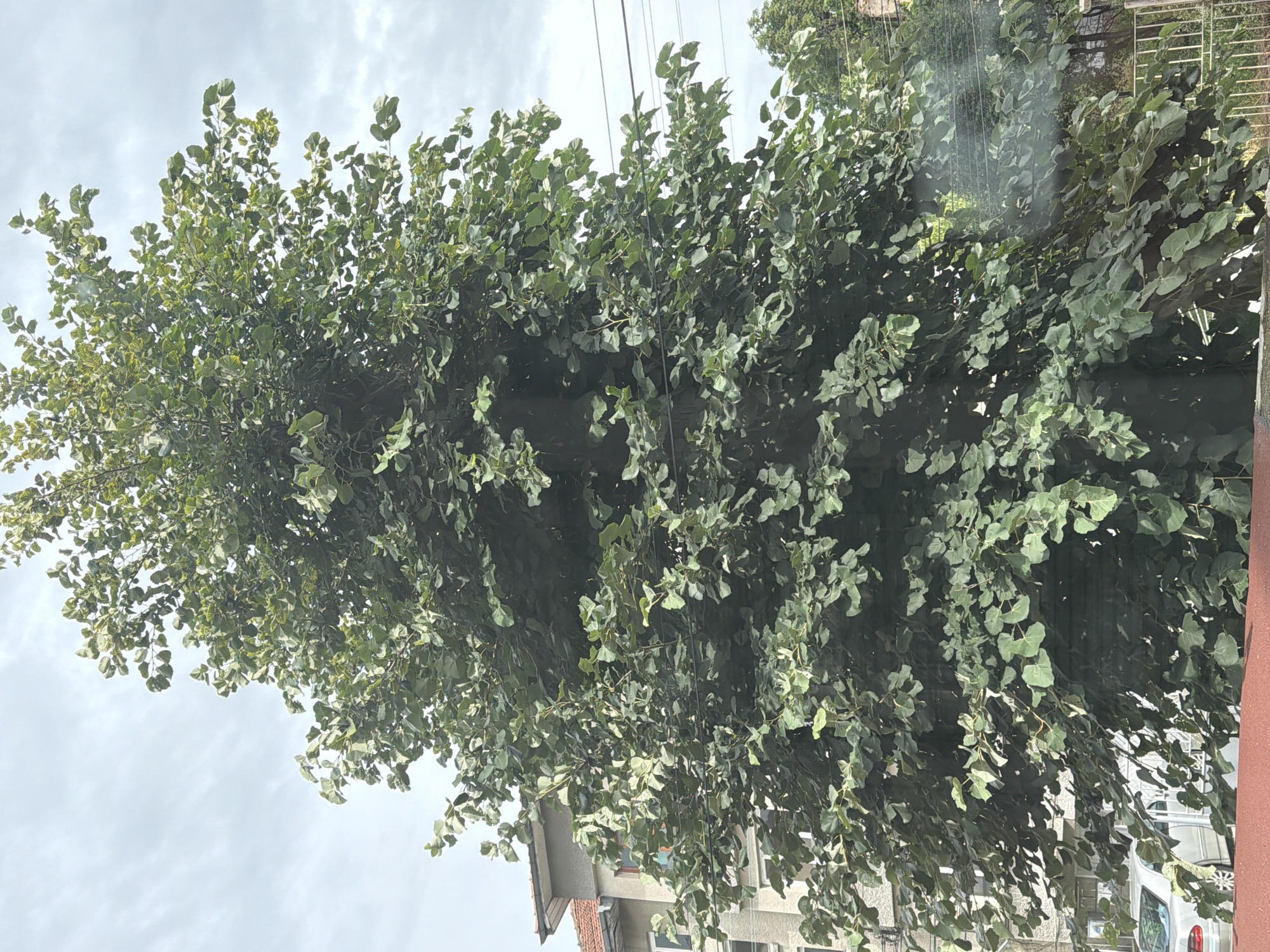 This image shows a large, leafy tree in the city of Pazardzhik, Bulgaria. The tree is in the foreground and is dense with green leaves, obscuring much of the background. Behind the tree, a light-colored building with a red-tiled roof is visible. Power lines run horizontally across the middle of the frame, passing behind the tree. To the left of the building, a silver car is parked on a street. A metal fence is visible on the right side of the image. The sky is overcast with clouds.