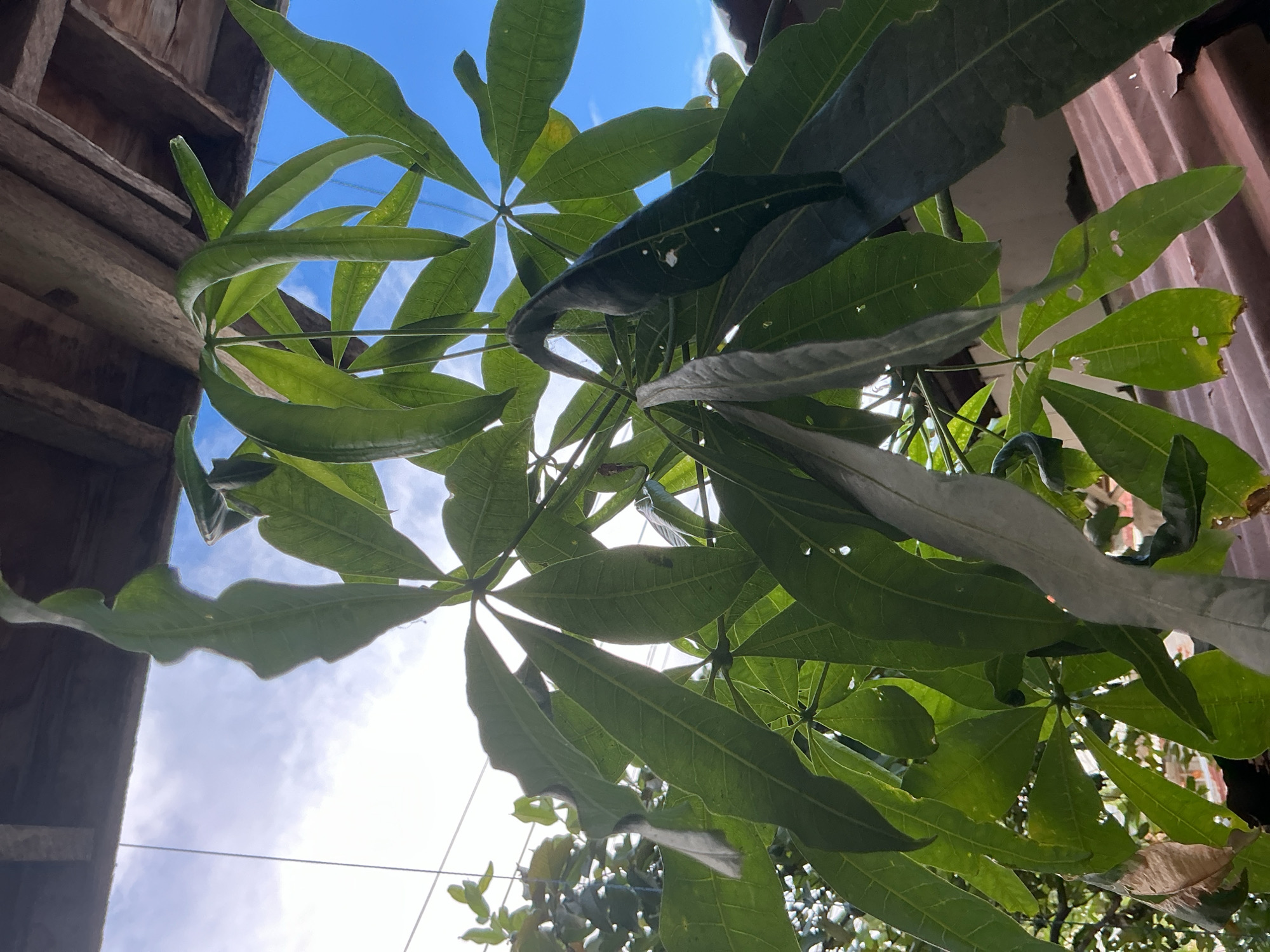 This is a close-up, low-angle shot of a plant with large, green leaves, possibly a money tree, taken outdoors. The plant's leaves are the primary subject, with some appearing to be wilting or damaged. The background shows a clear blue sky with scattered white clouds and the underside of a wooden roof structure. There is also a glimpse of a corrugated metal roof in the lower right portion of the frame. The scene appears to be in a residential area, likely a backyard or a patio, given the presence of the roof and the natural light. The specific location in Davao City, Philippines, cannot be definitively determined from the visual information alone.