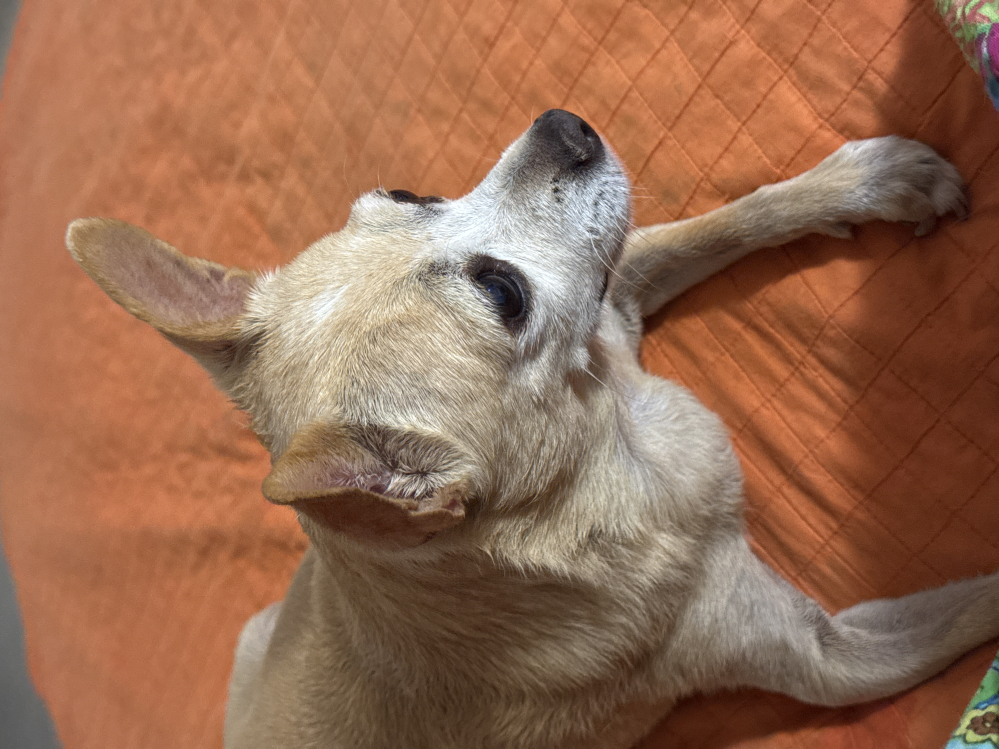 A tan chihuahua lies on an orange quilted surface, its body angled to the right and its head turned to look away from the camera. The dog's fur is light brown with some white markings on its face. Its ears are pointed and upright. The orange surface appears to be a blanket or bedspread. There are no people or other animals visible in the image. The image is a close-up shot, with the dog filling most of the frame. The background is the orange quilted surface. This image was taken in the city of San Benedetto del Tronto, Italy.