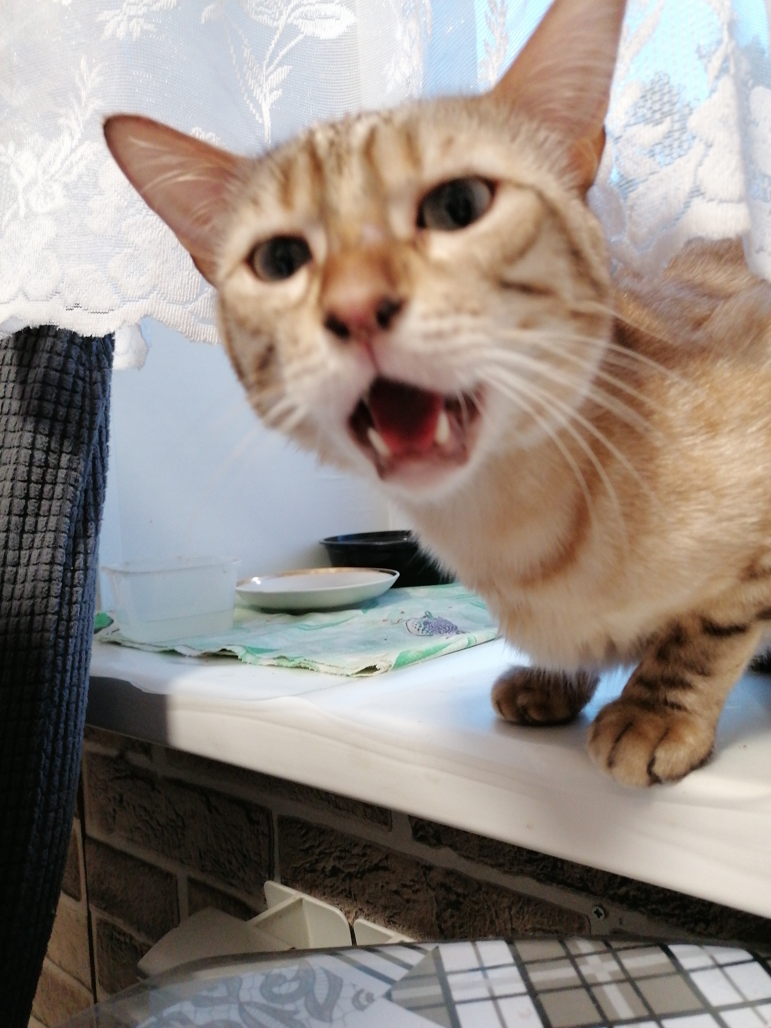 A tan and brown tabby cat with its mouth open is situated on a white surface, possibly a windowsill. In the background, there's a white lace curtain and a gray fabric. A white plastic container with liquid, a white dish, and a black bowl are also on the surface. The surface is in front of a brick-patterned wall. Below the surface, there's a glimpse of a tiled object. The location is Unknown, Unknown.