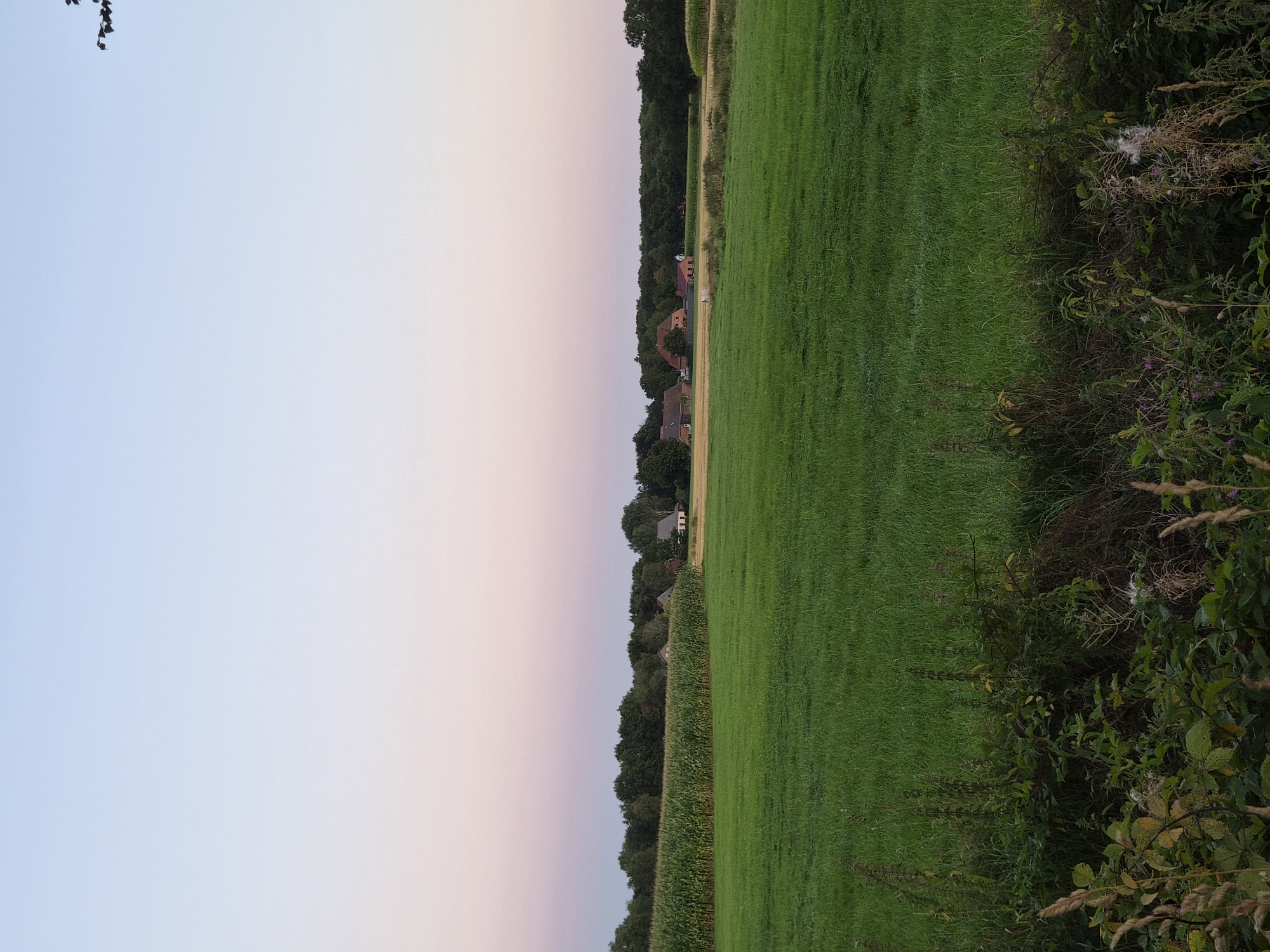 The image depicts a rural landscape in Schiffdorf, Germany, during twilight. The sky transitions from a light blue at the top to a soft pink hue near the horizon. In the foreground, a lush green meadow dominates the scene. To the left of the meadow, a dense cornfield stretches horizontally. Beyond the fields and corn, a line of trees forms a dark green backdrop. Scattered amongst the trees and slightly forward are several farmhouses with red-tiled roofs. A single, smaller white building with a red roof is also visible. In the upper right corner, a few dark branches with leaves are silhouetted against the sky, suggesting the presence of a tree near the edge of the frame. The overall scene is tranquil and serene, characteristic of a countryside evening.