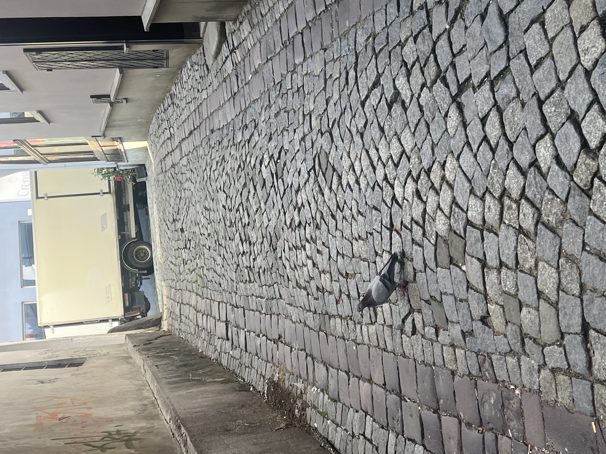The image shows a street scene with a cobblestone walkway and buildings. The walkway is paved with gray and darker gray cobblestones, some of which are diamond-shaped. In the middle of the walkway, a pigeon is perched, appearing to peck at the ground. To the left of the walkway, there is a light-colored truck with its back doors open. Beyond the truck, a building with blue-tinted windows is visible. The overall scene suggests an outdoor urban environment, possibly in a city. The lighting suggests it is daytime, and the weather appears to be clear. Some graffiti is visible on a wall in the lower left portion of the image. Text is partially visible on the side of the truck, appearing to say "Crem".