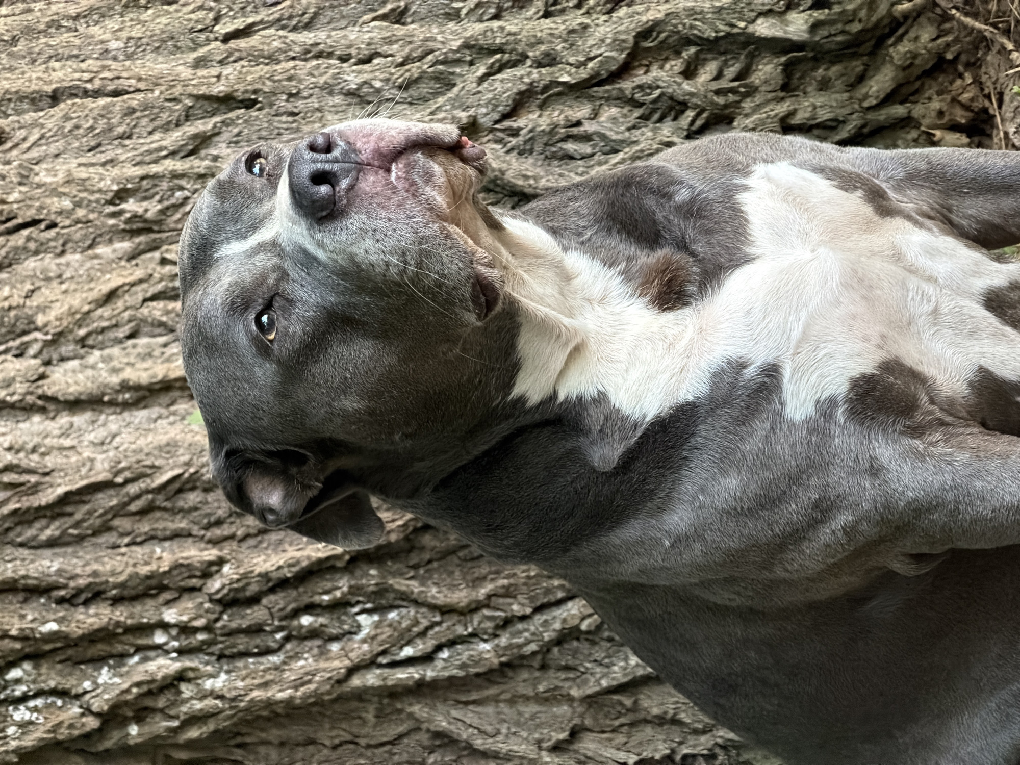 A medium shot captures a muscular, gray and white pit bull type dog sitting in front of a large tree with rough bark. The dog's head is turned to its right, looking upwards and slightly away from the camera. Its eyes are open and alert, and its mouth is closed, revealing a pink tongue peeking out slightly. A white blaze runs down the center of its forehead. The dog's chest and neck are marked with white fur. The background consists of the textured trunk of a mature tree, occupying the majority of the frame. The lower portion of the image shows some dried leaves and twigs on the ground. The overall lighting suggests an outdoor, daytime setting. The location is specified as Schifflange, Luxembourg.