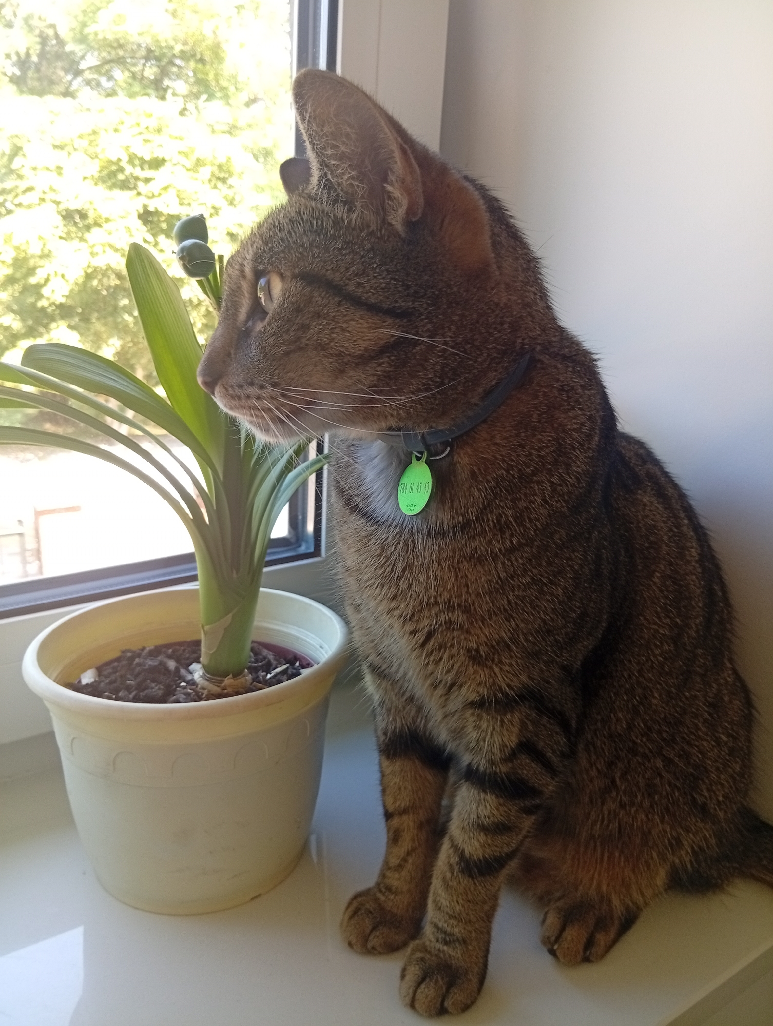 A tabby cat with a green identification tag on its collar sits on a windowsill next to a potted plant. The cat is facing left, looking out a window at green trees and foliage. The plant is in a pale yellow pot and has large, green leaves. The windowsill is white and reflects light from the window. The scene appears to be indoors, with a plain white wall in the background.