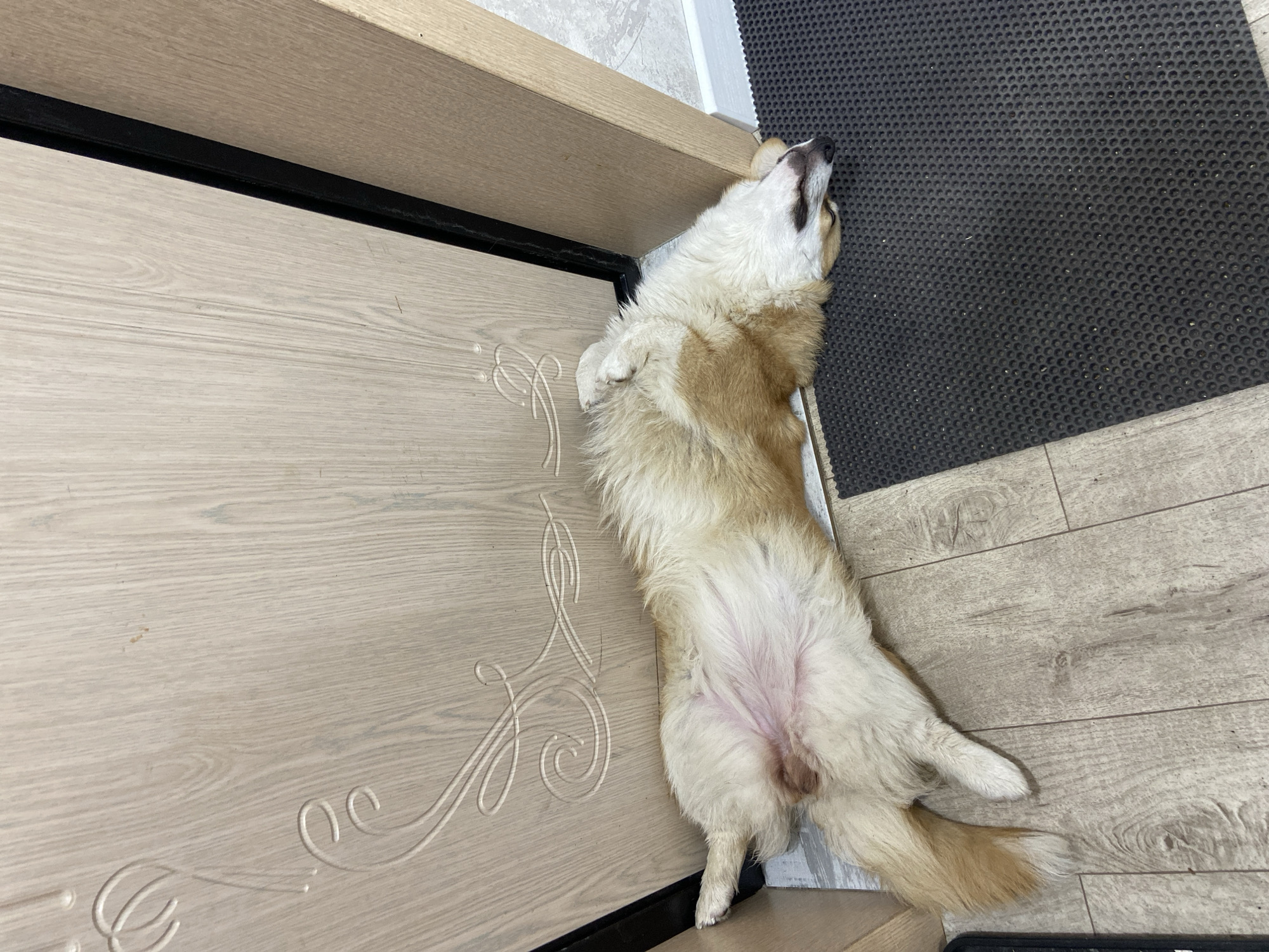 A tan and white corgi is lying on its back on a light-colored wooden floor. The dog is positioned with its head near a black rubber mat and its body extending towards a light-colored door with decorative designs. The dog's paws are crossed, and its belly is exposed. The environment suggests an indoor setting. No information is available in the image to verify the location in the city of Chaikovsky, Russia.