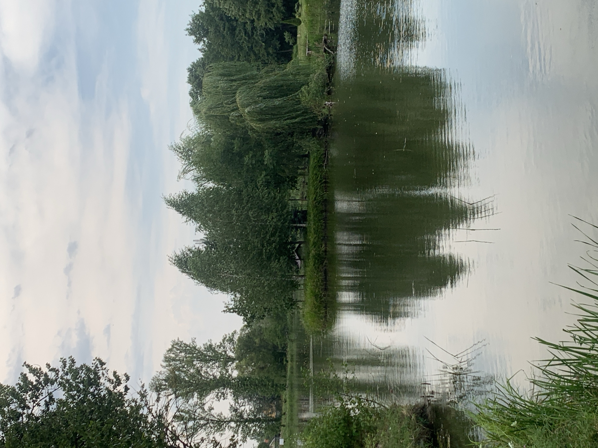 A tranquil pond reflects the overcast sky and surrounding greenery. In the center of the pond, a small, tree-covered island creates a picturesque focal point. On the right bank, a weeping willow tree with its characteristic drooping branches stands prominently. The water's surface is calm, with gentle ripples distorting the reflections of the trees and clouds. The foreground features tall grasses along the edge of the pond. The overall scene suggests a peaceful natural setting, possibly a park or a quiet recreational area within the city of Kolomyia, Ukraine, given the context of the provided location.