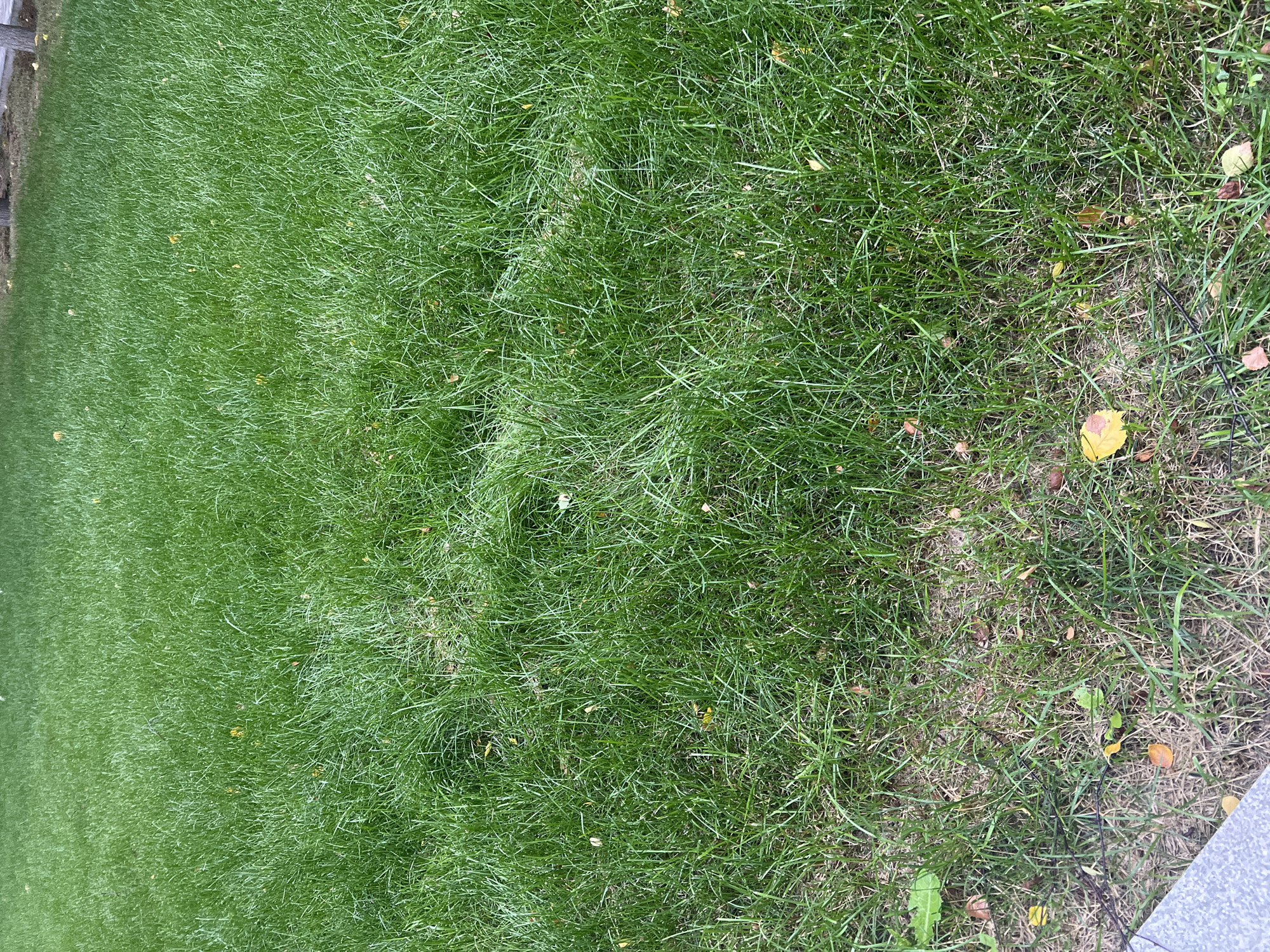 The image shows a close-up view of a well-maintained green lawn. The grass is thick and appears to have been recently mowed. There are a few scattered fallen leaves, some yellow and some brown, on the grass, suggesting it may be autumn. In the lower left corner, a portion of a grey paved surface is visible, possibly a sidewalk or pathway. The background is out of focus, but it appears to be more lawn and possibly some trees and a sidewalk in the distance. There are no people or animals visible in the image.