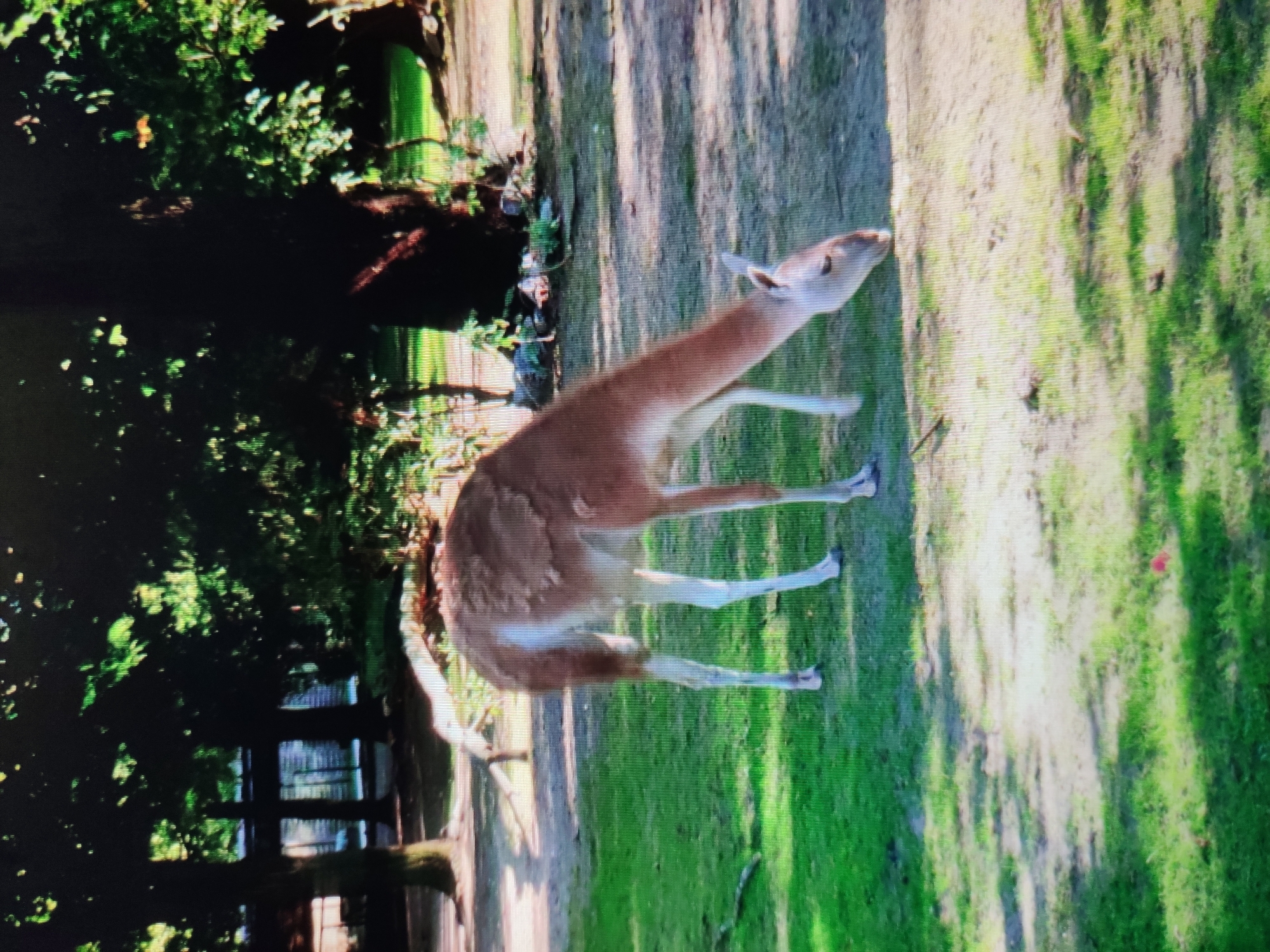 An adult guanaco, with light brown fur on its back and white markings on its legs and neck, is grazing on a grassy area. The guanaco is facing to the right and its head is lowered to the ground. It is standing in an outdoor enclosure with trees in the background. The enclosure appears to be a zoo or wildlife park. There are no people visible in the image. The image is taken during the day, with dappled sunlight filtering through the trees. The ground is a mixture of grass and dirt. The overall impression is of a peaceful scene in a natural setting.