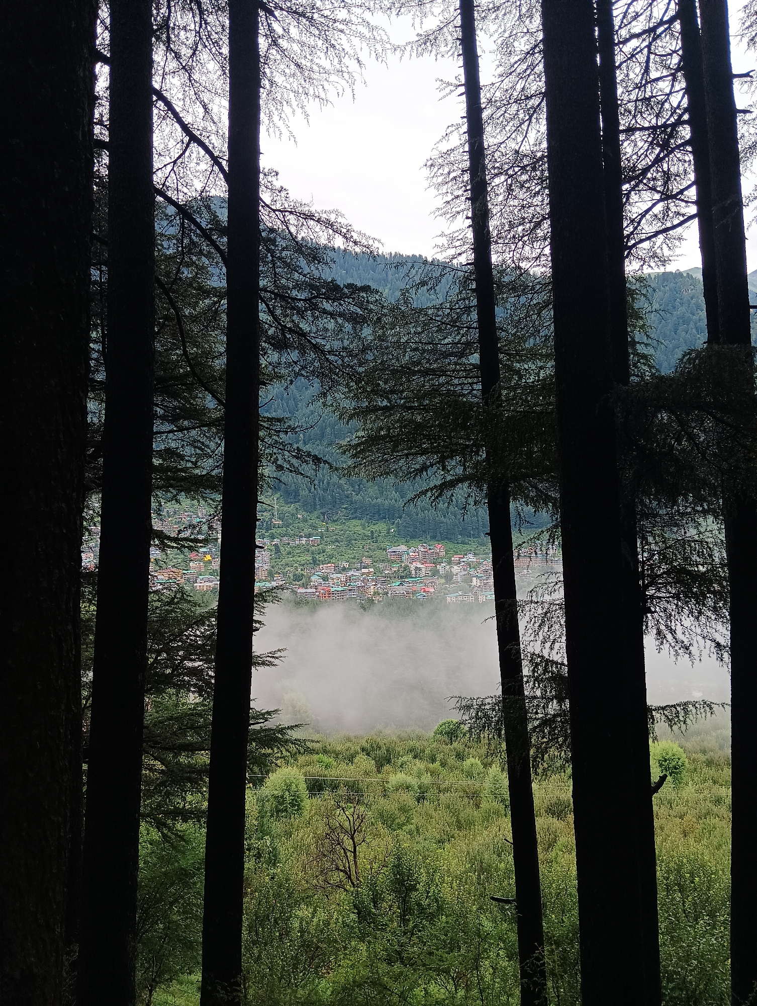 The image is a vertical shot taken from a forest in Chhyal, India. In the foreground, several dark, silhouetted pine trees frame a view of a valley below. The trees are tall and densely packed, with their branches creating a natural screen.
Through the gaps between the trees, a small town is visible nestled in the valley. The town features colorful buildings with red, orange, and yellow roofs, and white walls. A yellow structure, possibly a building or a dome, stands out amidst the other structures.
A low-lying mist or fog obscures the lower portion of the town and the valley floor, creating a hazy effect. Beyond the town, a densely forested mountainside rises, covered in various shades of green. The sky above is overcast and pale. The overall impression is one of a serene, natural landscape with a human settlement integrated into it.