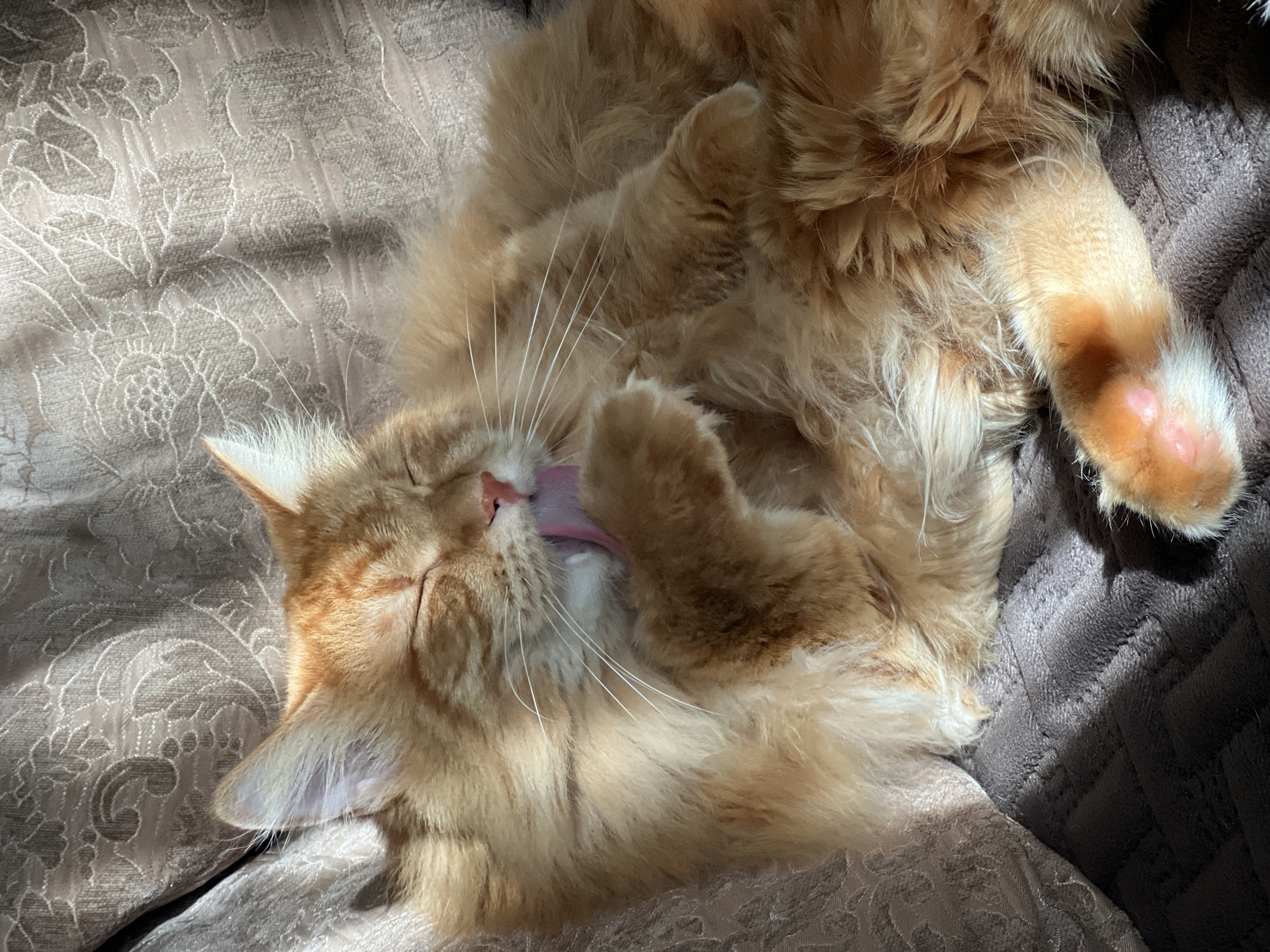 An orange tabby cat is grooming itself on a textured, brown sofa bathed in sunlight. The cat's eyes are closed, and its tongue is extended as it licks its paw. The sofa has a patterned fabric on the back and a textured blanket on the seat. The scene is domestic and tranquil. There is no information about the city of Mozhaisk, Russia, in the image.