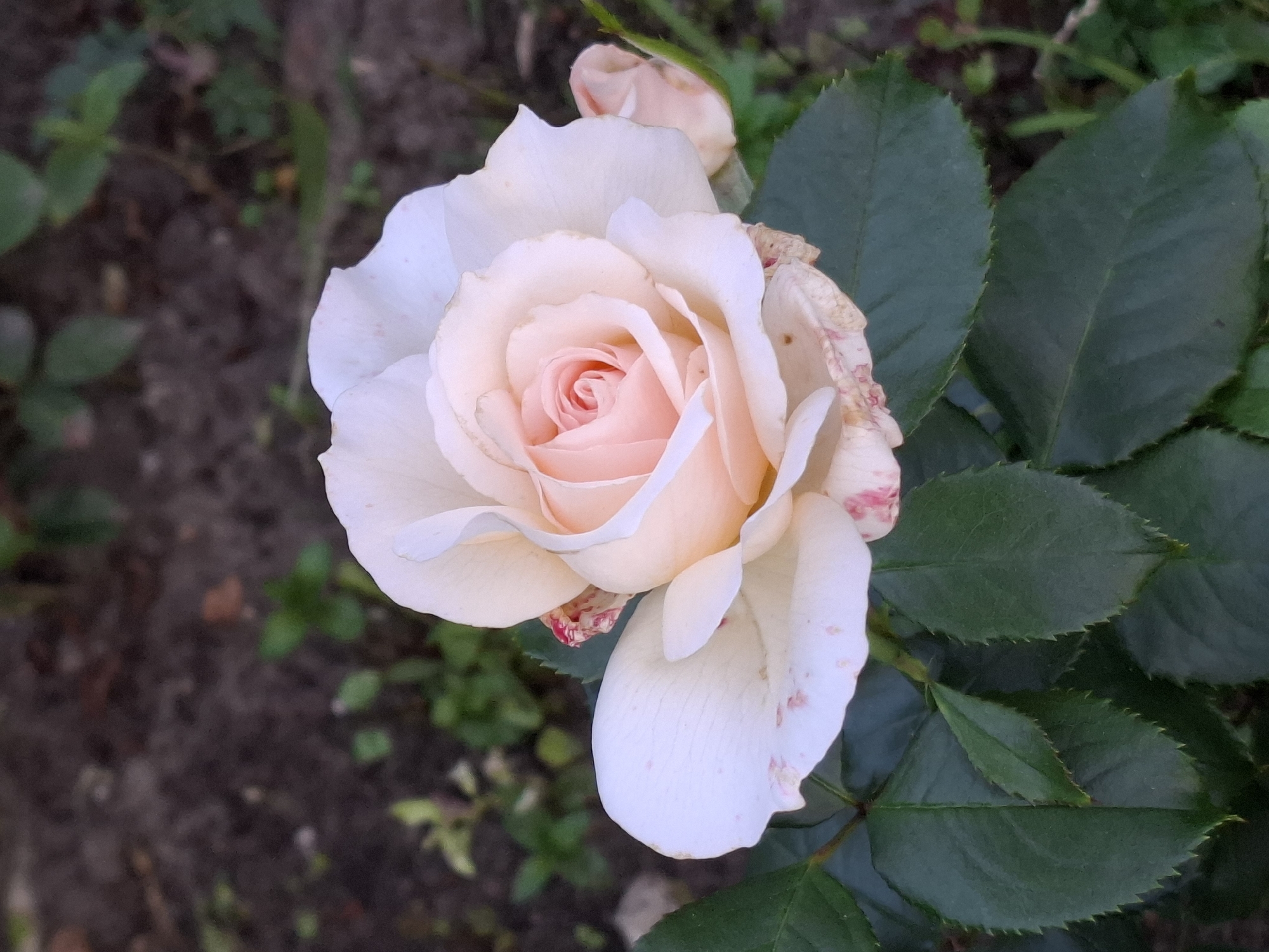 A close-up, eye-level shot captures a pale pink rose in bloom. The rose, centrally placed, exhibits delicate petals with a soft gradation of color, transitioning from a creamy white at the edges to a deeper pink at its core, where tightly furled petals form a spiral. Some petals show subtle spotting of a reddish-pink hue. The rose is supported by dark green, serrated leaves that form a backdrop. To the right of the main bloom, a smaller, unopened rose bud is visible. The background is a blurred expanse of dark, earthy soil interspersed with hints of green foliage, suggesting an outdoor garden setting. The lighting is soft, casting no harsh shadows.