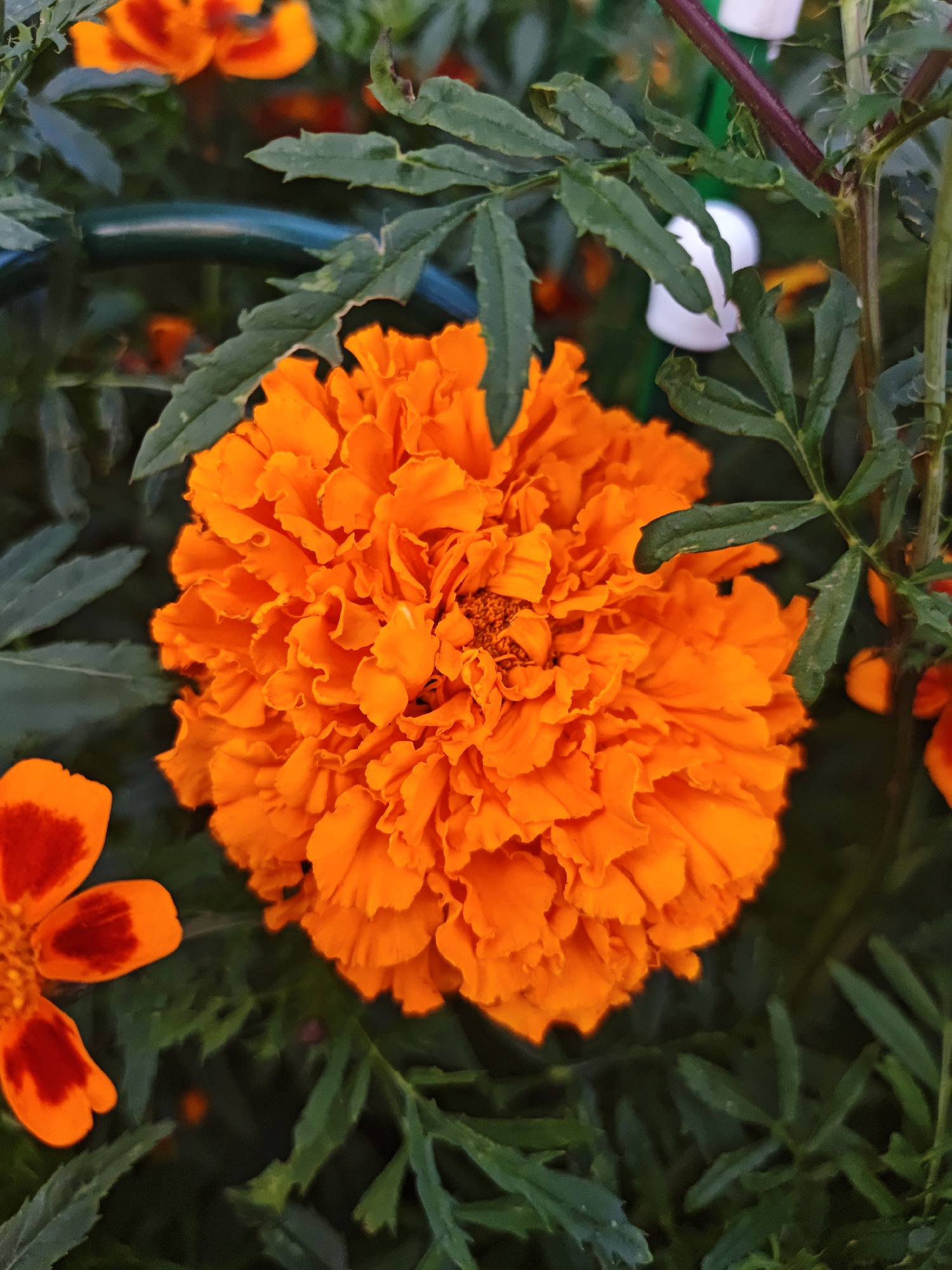 The image is a close-up shot of several vibrant orange marigold flowers in bloom. The flowers are surrounded by lush green foliage. In the background, there is a blurry glimpse of what appears to be a turquoise garden hose and some white objects that might be decorations or watering aids. The scene is outdoors and appears to be a garden setting. There are no people or animals visible in the image.
