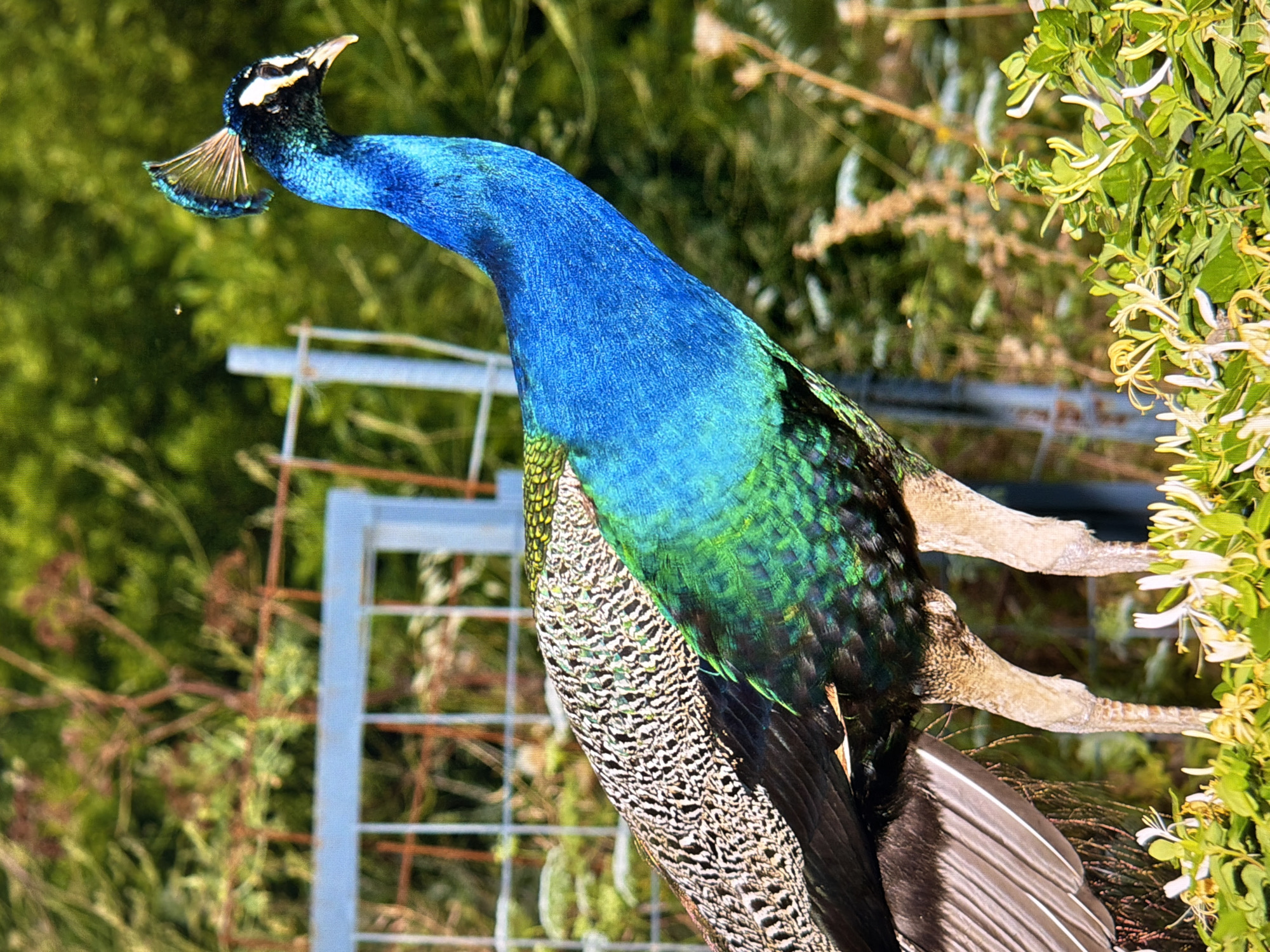 The image shows a detailed, full-body shot of a male peacock standing on a low, green bush with white and yellow flowers. The peacock is facing right, with its head slightly turned towards the viewer. Its body is predominantly vibrant blue and green, with intricate patterns on its wings. The peacock's long, slender legs are visible, as are its feathers. In the background, a blurred fence made of metal bars is present, and behind that, lush green foliage and trees can be seen. The scene appears to be an outdoor environment, possibly a park or a garden. There is no indication of the city of Kyiv, Ukraine, or any people in the image.