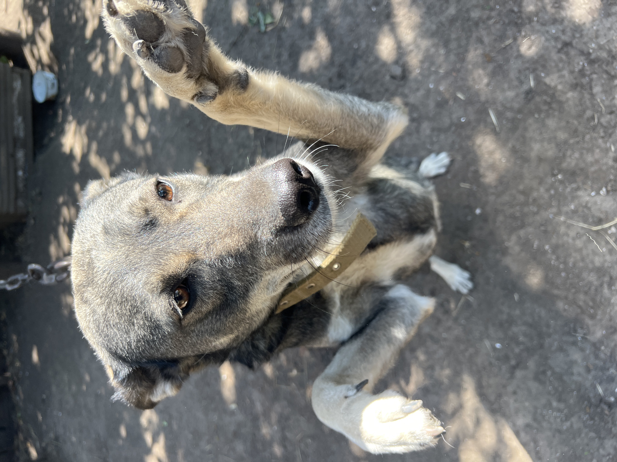A medium-sized dog with grey and brown fur is sitting upright with its front paws raised. The dog is wearing a simple tan collar. Its right paw is extended towards the viewer, while its left paw is slightly lower. The dog has brown eyes and a dark nose. The background is an outdoor setting with dirt ground dappled with sunlight and shadow from overhead foliage. A chain is visible attached to the dog's collar. In the background, there is a wooden structure and a white bucket. The scene appears to be in a yard or outdoor enclosure in Sukhyi Lyman, Ukraine.