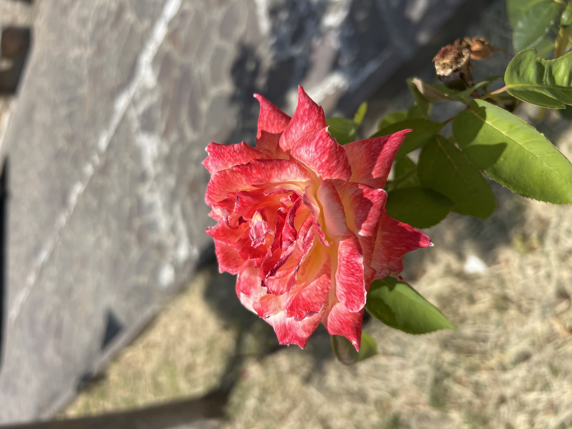 A single rose bloom, predominantly red with yellow and white highlights on its petals, is shown in sharp focus against a blurred background. The rose is positioned in the lower half of the frame, angled slightly to the left, with green leaves visible below it. The background consists of a paved surface that appears to be a walkway or road, with a strip of dry, yellowish grass or ground cover along its edge. The setting suggests an outdoor environment, potentially a park or garden area, with the characteristic stone paving visible on the right side of the image. The lighting indicates daylight, casting shadows and highlighting the textures of the rose petals and the paving. There is no indication of a specific location in Barbara, Italy.