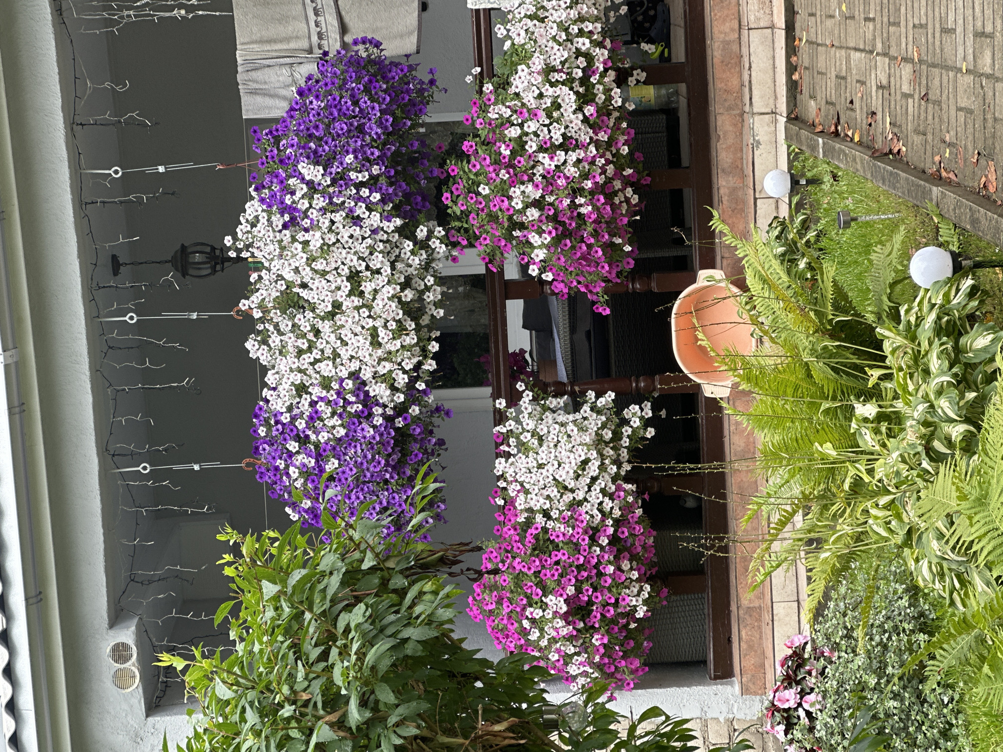 The image shows a porch decorated with numerous hanging baskets of flowers. Two baskets are suspended from the porch ceiling, one filled with white flowers and another with purple flowers. Below these, two more baskets hang from the porch railing, one with pink and white flowers, and another with white flowers. A large green bush is visible on the left side of the porch. In the foreground, a garden bed contains ferns and other greenery, with two white globe-shaped lights and a solar-powered garden light illuminating the area. A paved walkway runs along the right side of the garden. The scene appears to be a residential setting, likely a home in Vilnius, Lithuania, given the context of the request. There are no people or animals visible in the image. The overall impression is one of a well-maintained and colorful outdoor space.