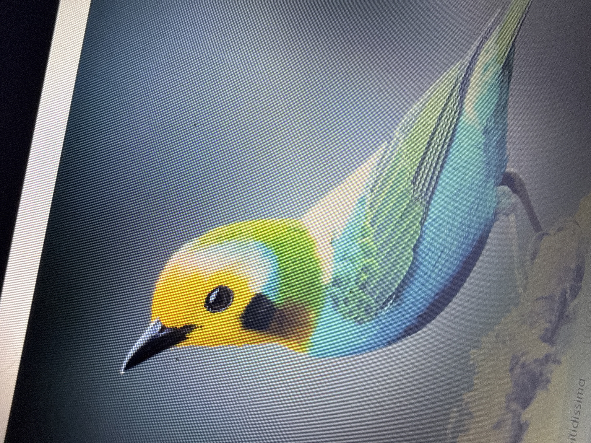 The image depicts a colorful bird, possibly a species of tanager, perched on a branch. Its head is primarily yellow, with a black eye and beak. The neck transitions into a green patch, followed by blue plumage on its back and wings. The background appears to be a soft, diffused gray-blue gradient. A partial view of a tree branch is visible on the right side.
There is no indication of Varna, Bulgaria, or any other specific location within the image.