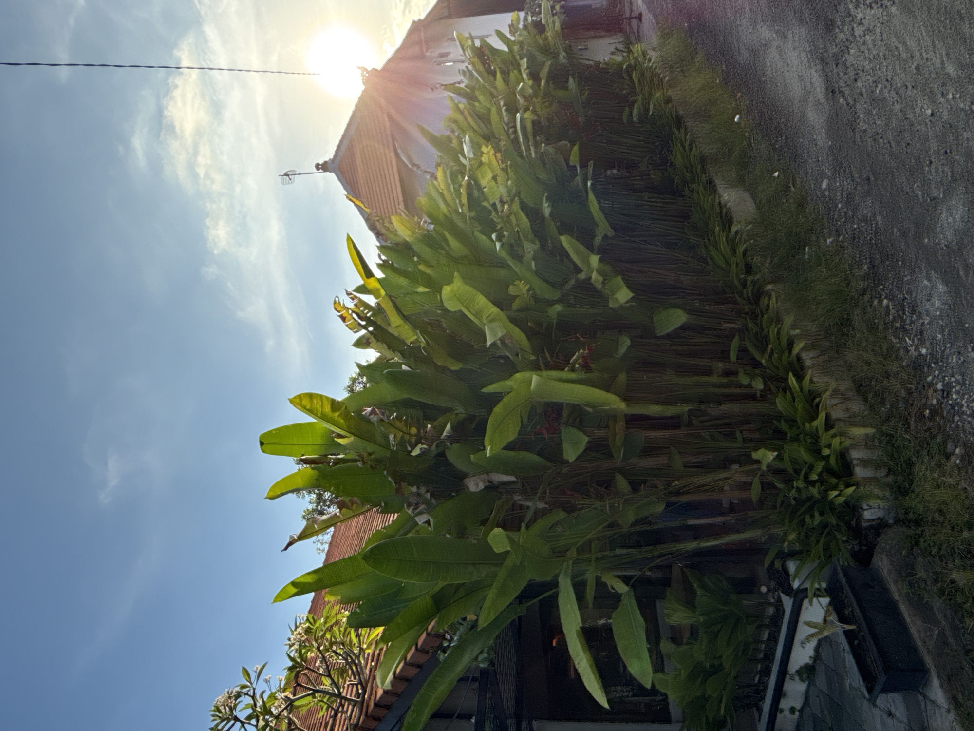 The image, taken in North Kuta, Indonesia, shows a street scene under bright sunlight. A building with a brown-tiled roof is visible. Lush green vegetation grows along the edge of the street, with tall plants dominating the scene. The sky is blue with scattered clouds, and a power line stretches across the upper left portion of the frame. The street surface is grey and appears to be asphalt or concrete. No people are visible in the frame.