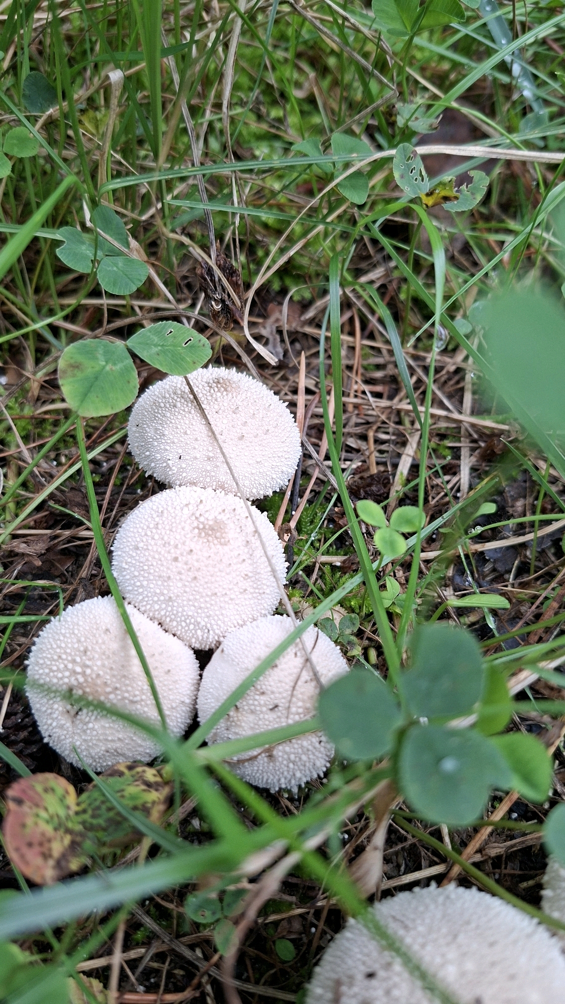 In the city of Winkelhaid, Germany, a cluster of several small, white, spherical puffball mushrooms are growing on the forest floor. They are surrounded by green grass, clover leaves, and dry leaves and twigs. The mushrooms have a textured surface, appearing to be covered in tiny, raised dots. Some of the mushrooms are partially obscured by the surrounding vegetation. The lighting suggests it is daytime, with soft, natural light filtering through the foliage. There are no people or animals visible in the image.