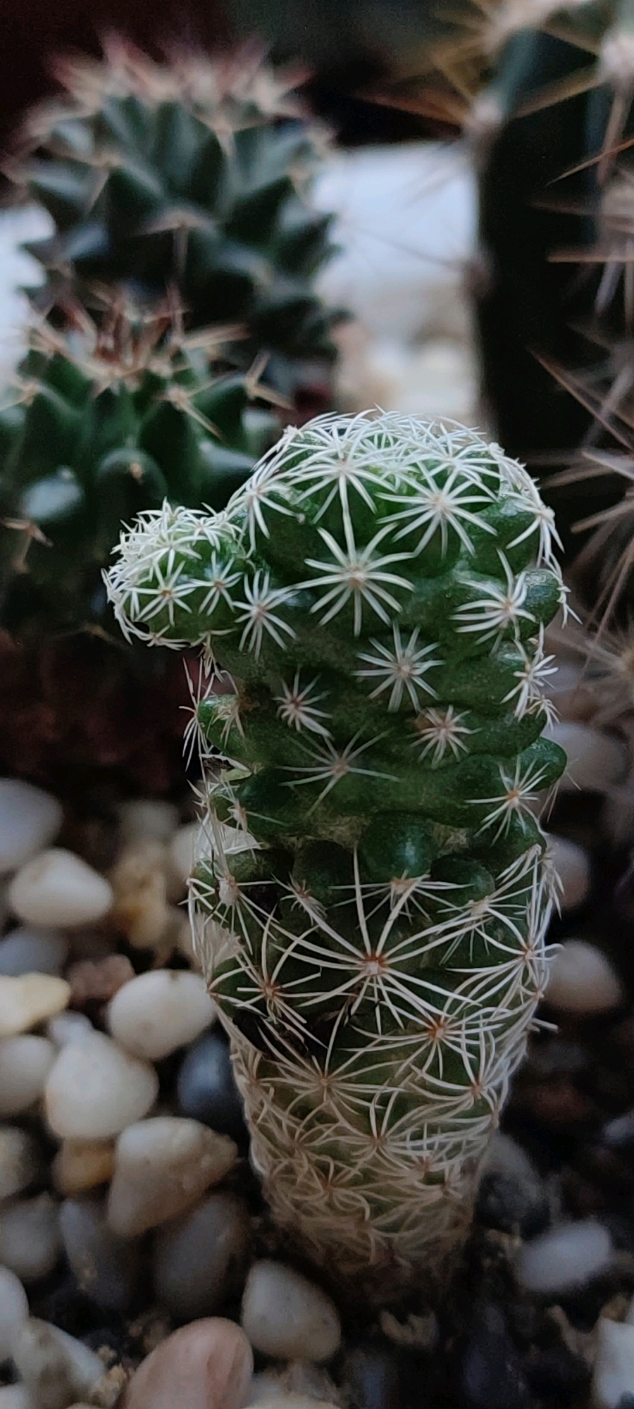 A close-up shot focuses on a small, segmented cactus with prominent white spines. The cactus has a unique, almost ear-like protrusion on its upper left side. It sits in a bed of small, smooth pebbles, varying in color from white to grey and brown. In the blurred background, other cacti can be seen, one appearing darker and spikier. The lighting is dim, creating a shallow depth of field that blurs the background elements. The image does not contain any elements or context related to the city of Belaya Kalitva, Russia.