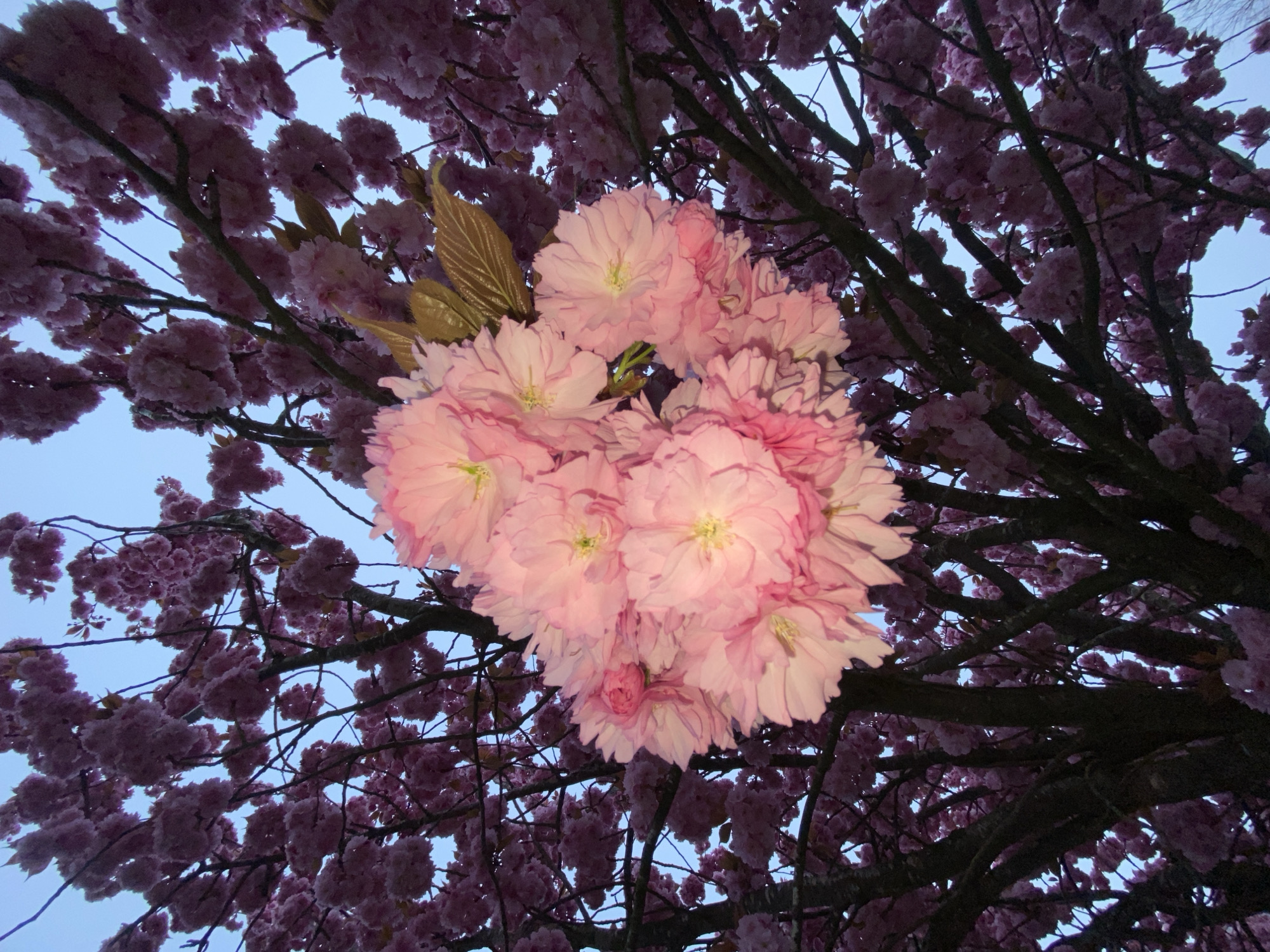 A low-angle shot reveals a cluster of pink flowers on a tree, appearing illuminated against a backdrop of darker, purplish-pink blossoms and tree branches. A patch of pale blue sky is visible through the branches. A few brown leaves peek through the blooms. No people are visible. The location information is not discernible from the image.