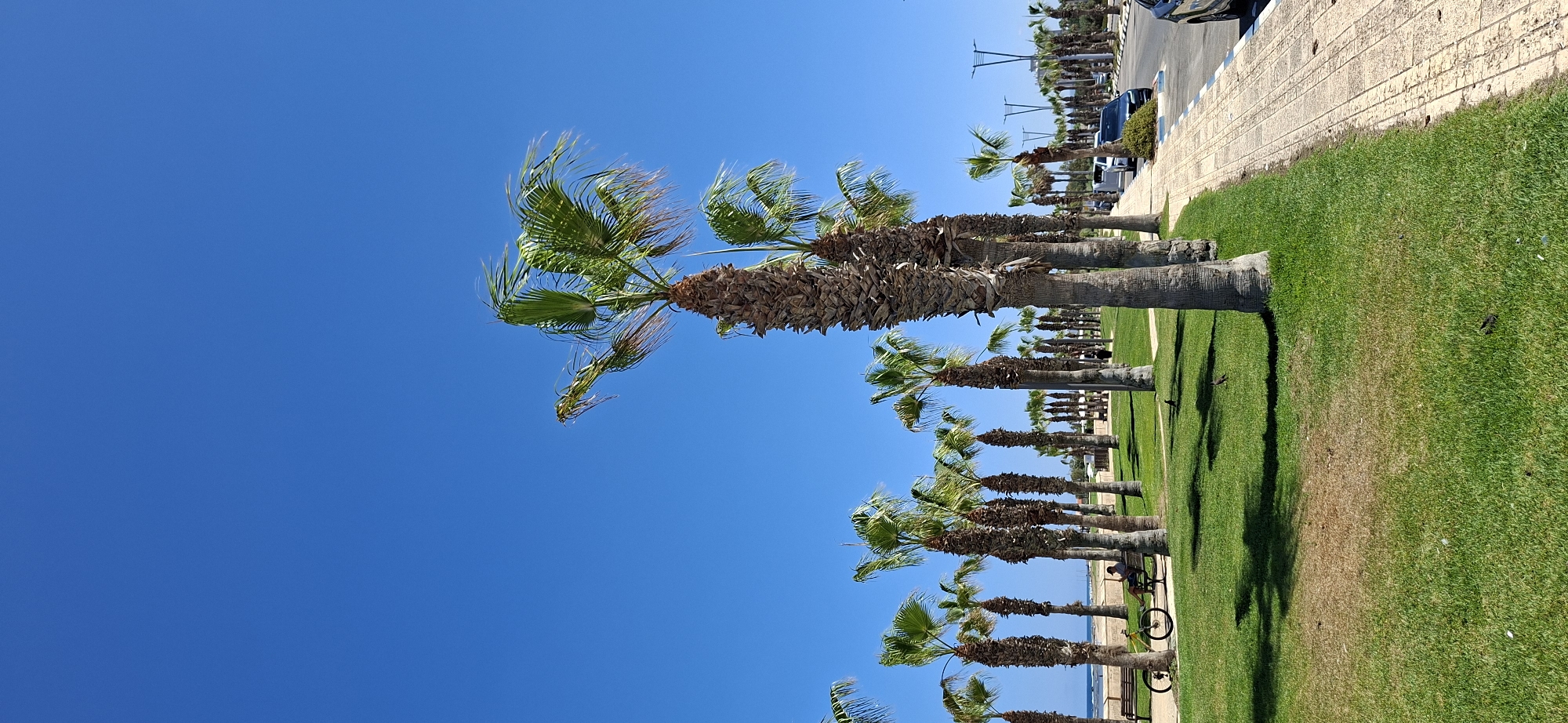 A sun-drenched scene unfolds with a row of tall palm trees lining a paved walkway on the right, bordering a vibrant green lawn on the left. The sky above is a cloudless, brilliant blue. The walkway is bordered by a curb with blue and white markings, and several cars are parked along it, including a dark SUV. The lawn is dotted with several birds pecking at the grass, and further back, a bench with a person sitting on it and a bicycle parked nearby are visible. A beach with a few people and umbrellas can be seen in the distance beyond the lawn and palm trees. The overall impression is a tranquil day in a coastal urban park.