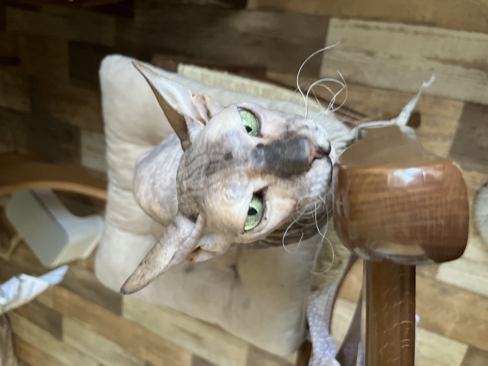 A sphynx cat with green eyes and large ears sits on a chair with a light-colored cushion. The cat's fur is a light grey with darker tabby markings on its head and body. The cat's whiskers are long and white, some curling around its face. The background shows a wooden floor and a light-colored object on the floor. There is a wooden armrest in the foreground of the image. The image appears to be taken indoors in a residential setting. There is no information in the image to determine its location in the city of Korolyov, Russia.